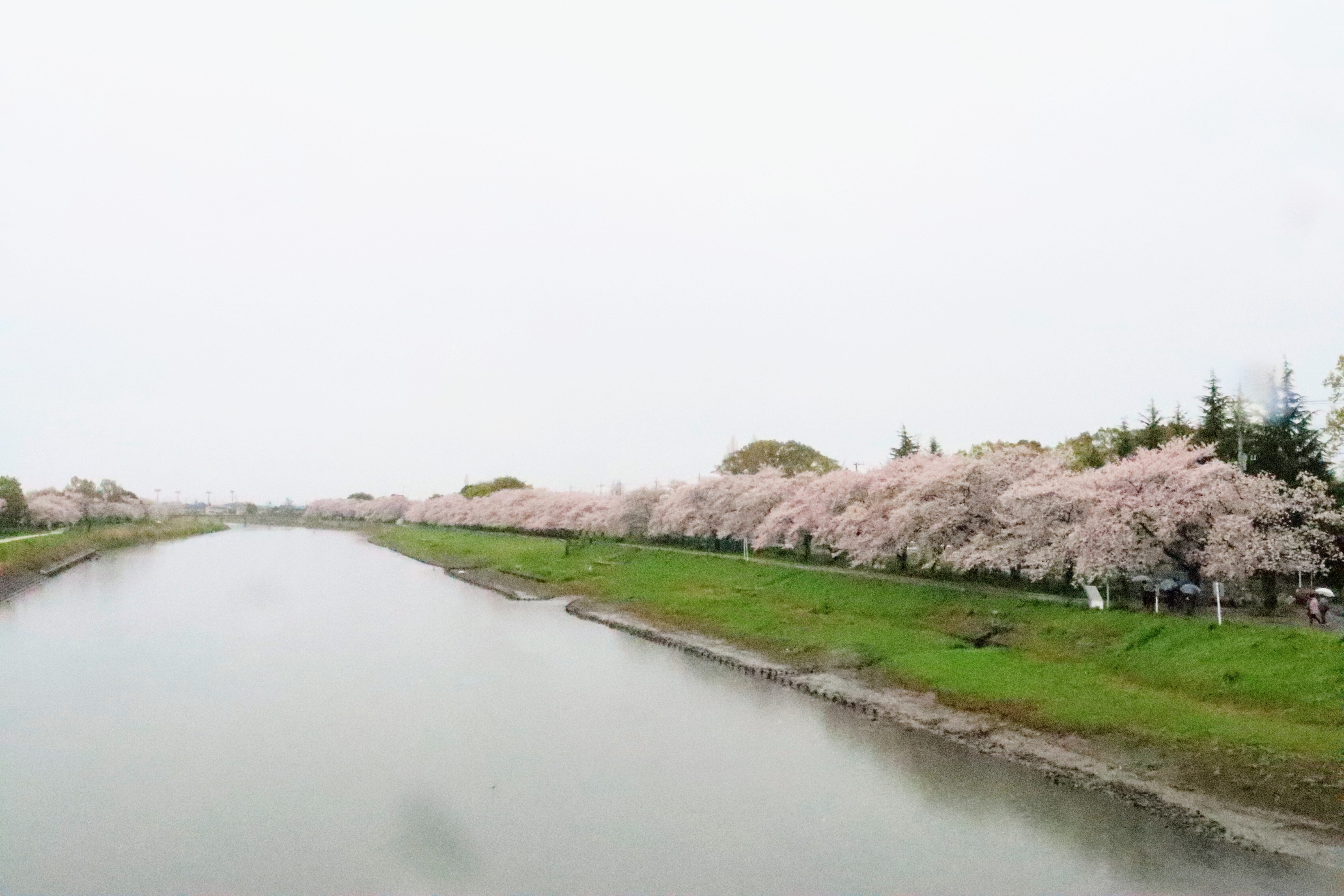【春日部×名所】 三本木公園・川久保公園の桜｜ランニング×地域の小ネタ