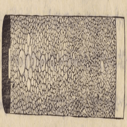 希少な配列の鮫革について｜刀箱師の日本刀ブログ 中村圭佑