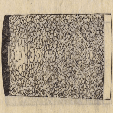 希少な配列の鮫革について｜刀箱師の日本刀ブログ 中村圭佑