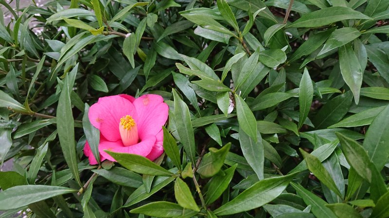 お花が他の木の葉っぱに守られているように咲いていました。