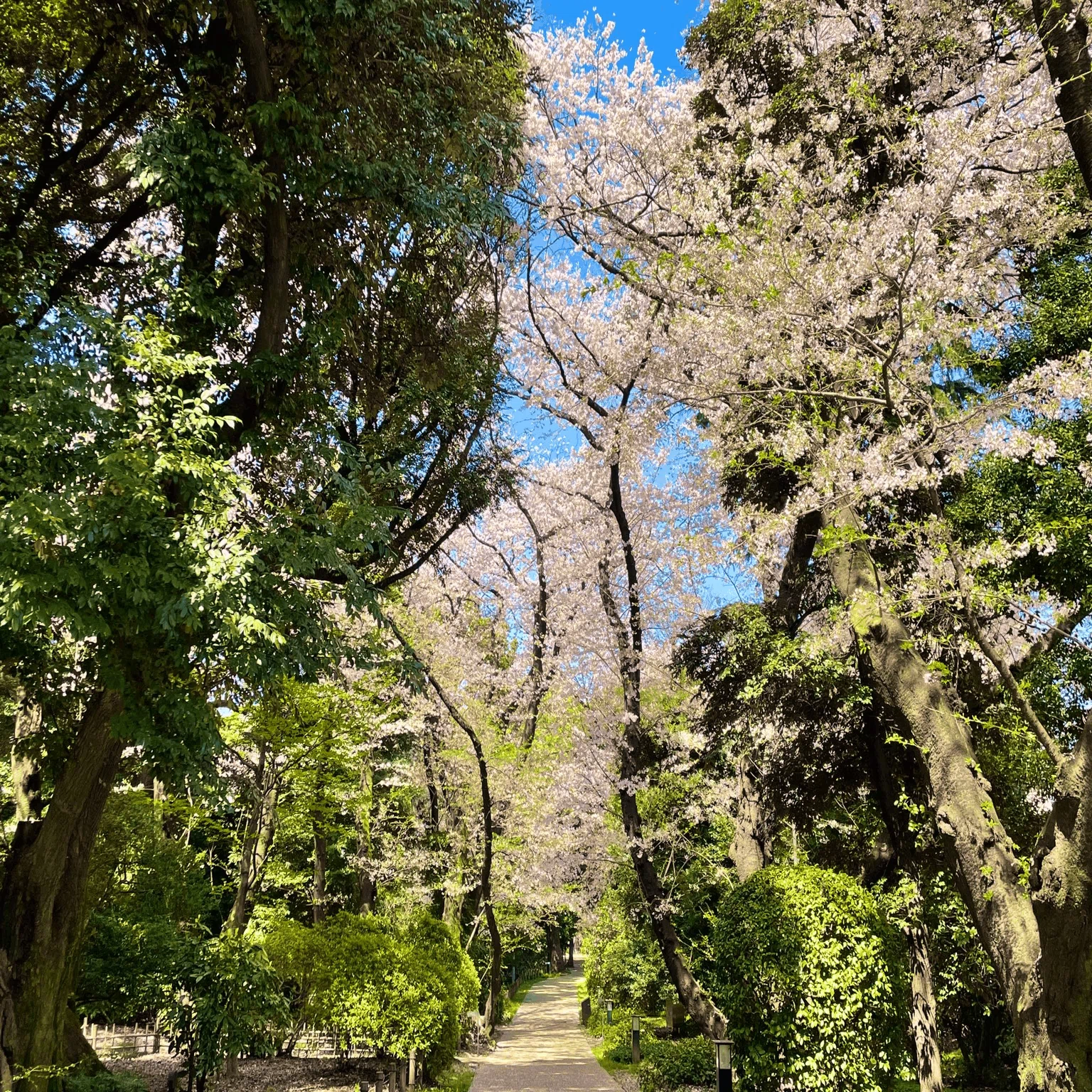 Tokyo National Museum 'Cherry Blossom Viewing at the Museum