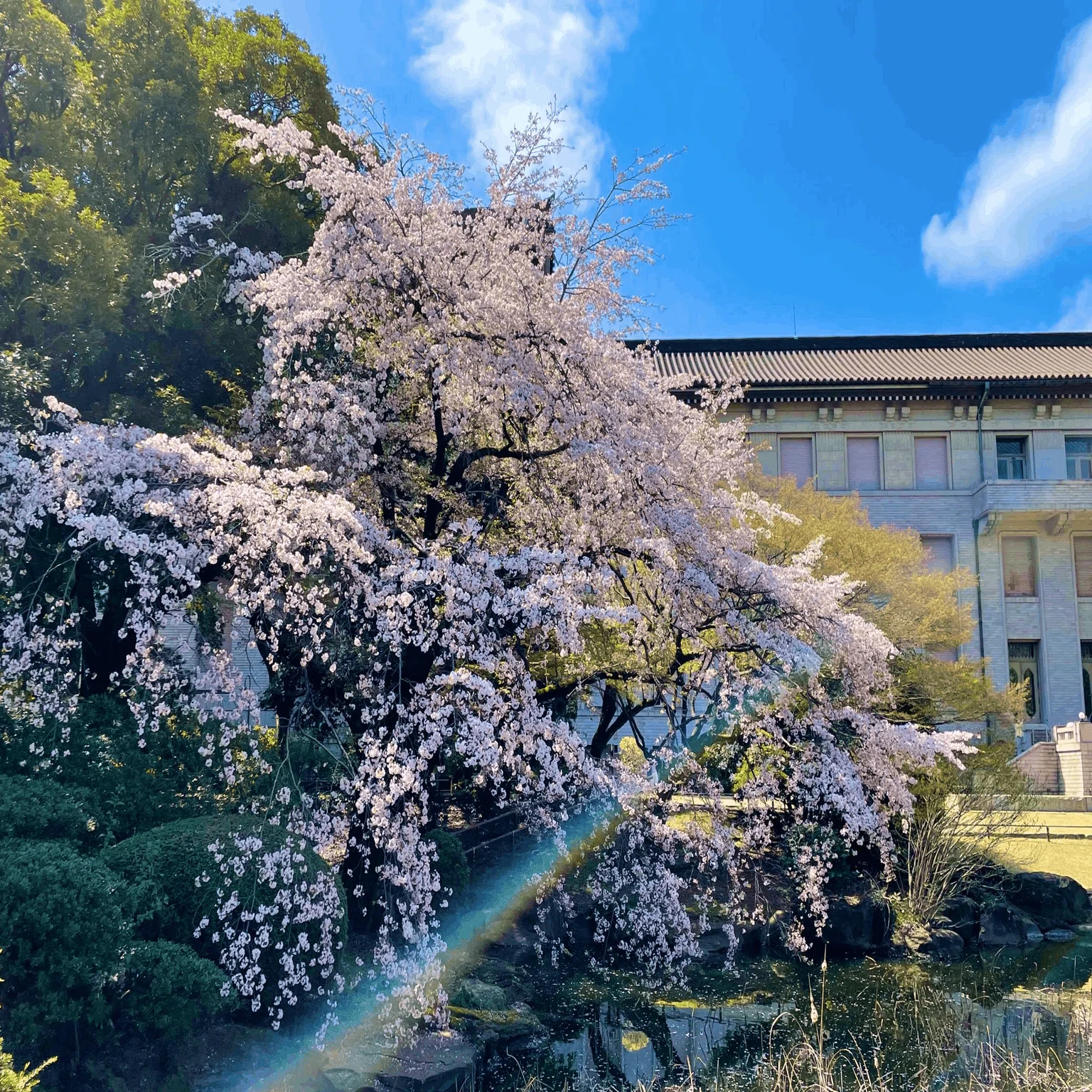 Tokyo National Museum 'Cherry Blossom Viewing at the Museum