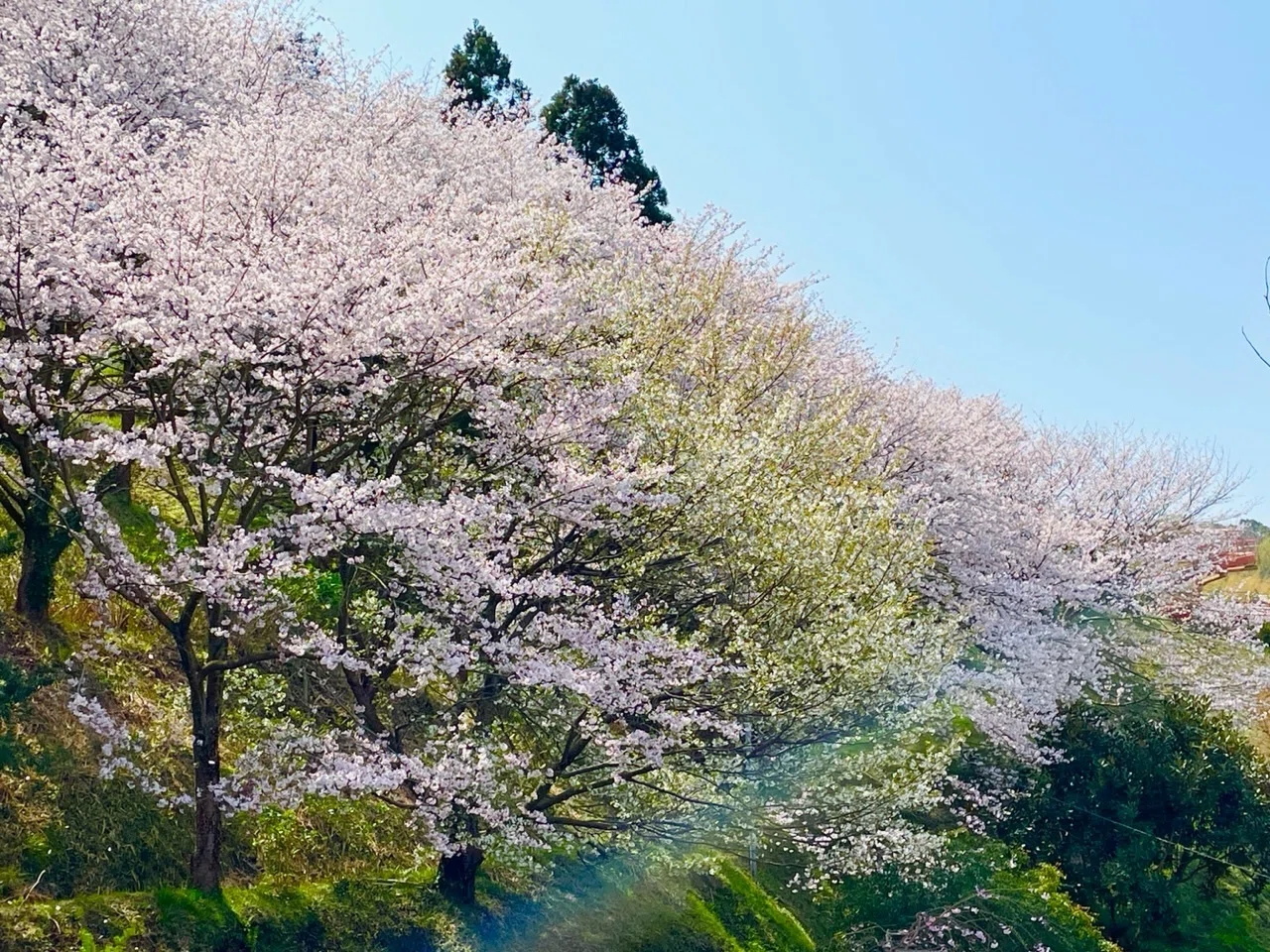 菊間ふるさと公園でお花見｜カワカミ ユキヲ