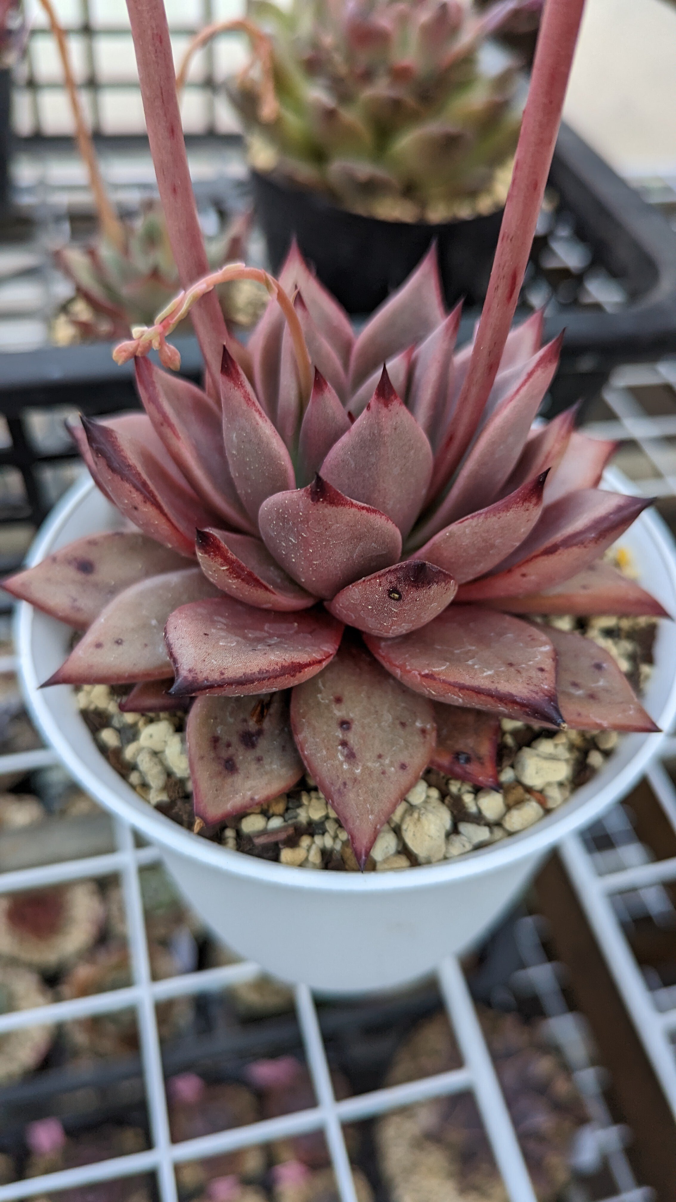 2023年3月 エケベリア交配 親株 ①｜城之内あにー