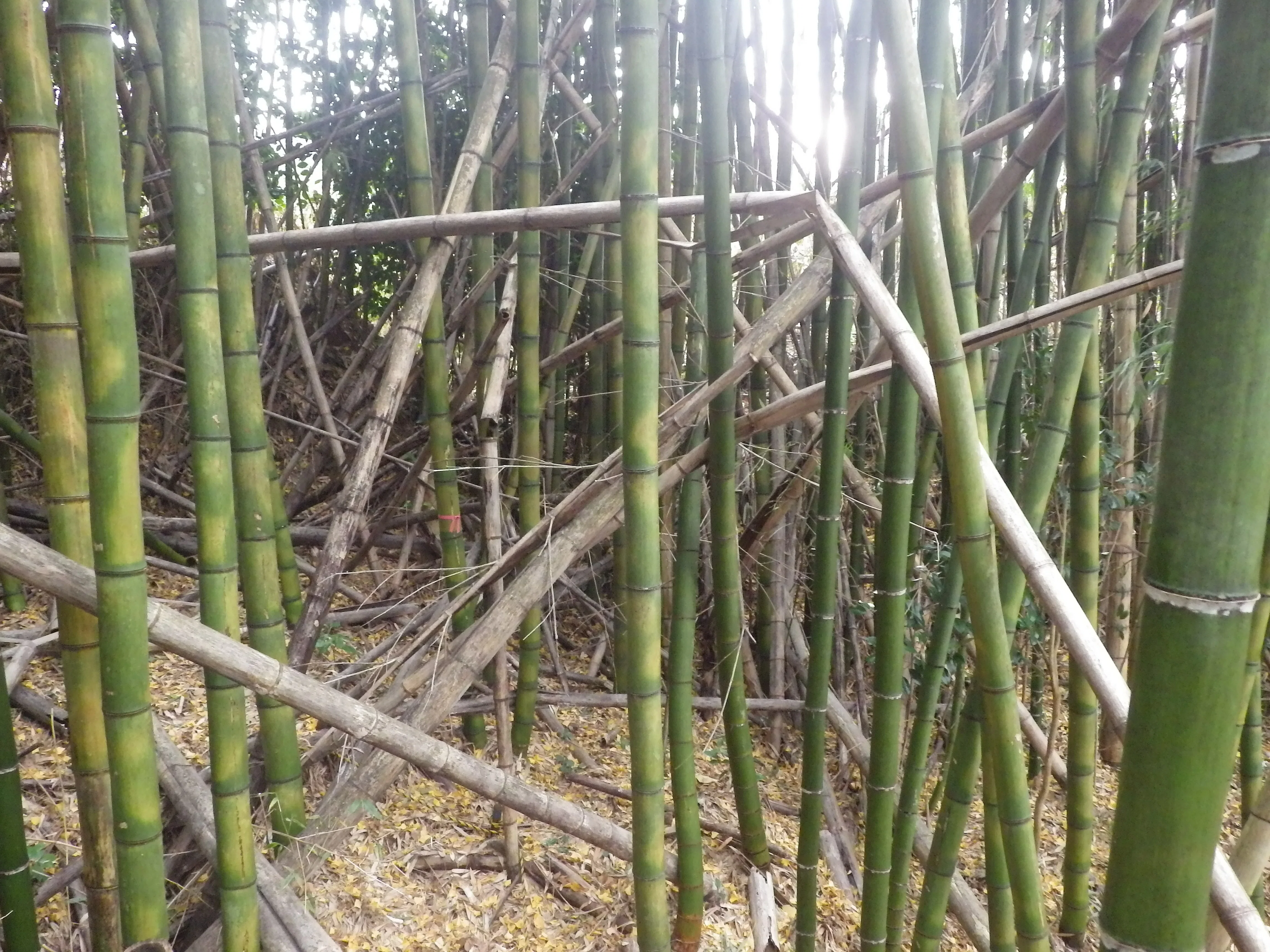 甲南大生が挑む！ 放置竹林の活用大作戦：BambooにThankyou