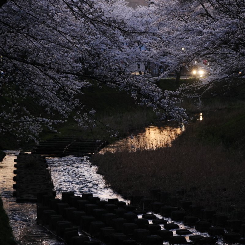 桜の彩度が無くなる頃、夕焼けで染まる川面が主役になります。