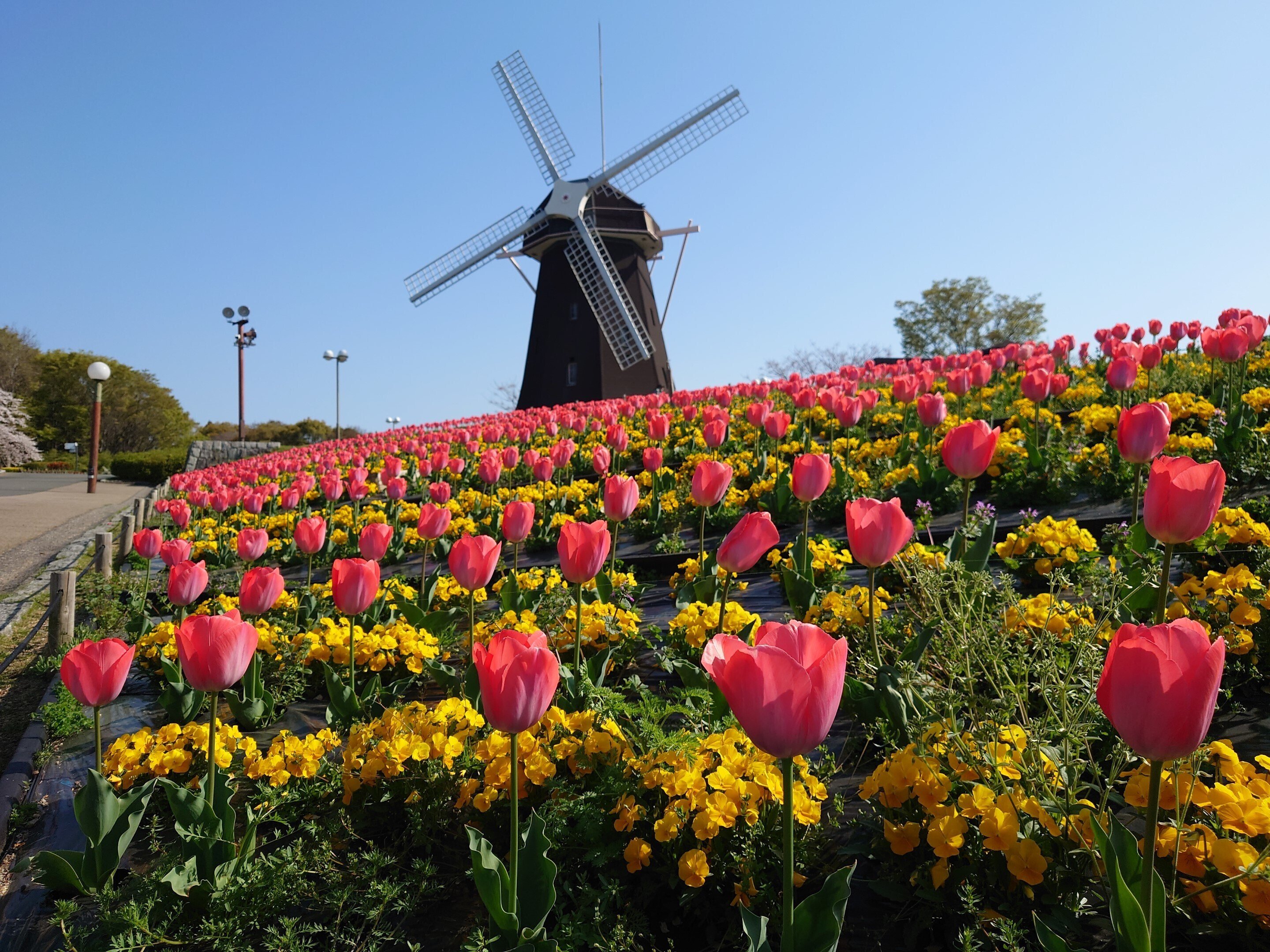 花博記念公園鶴見緑地2023年3月30日【チューリップ,桜】｜レタス