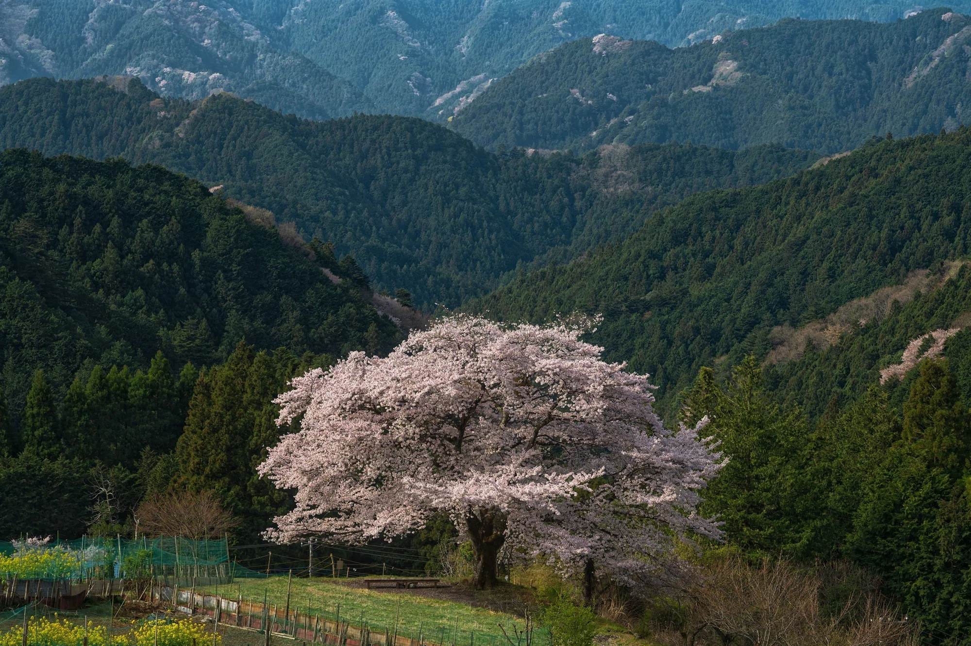 山歩き】山間部にひっそりと佇む一本桜を求めて｜ゆる写
