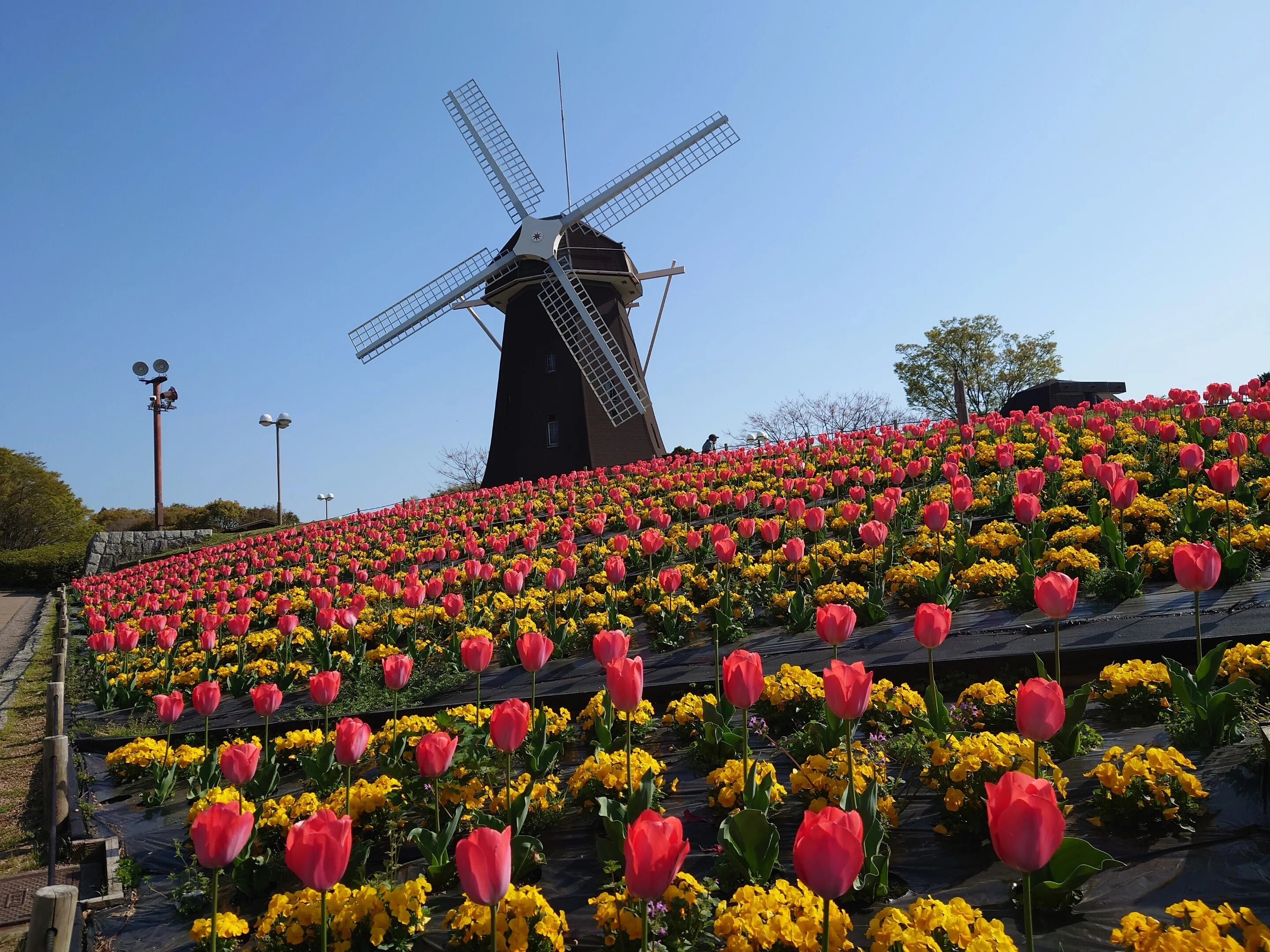 花博記念公園鶴見緑地2023年3月30日【チューリップ,桜】|レタス 花博記念公園鶴見緑地2023年3月30日【チューリップ,桜】|レタス