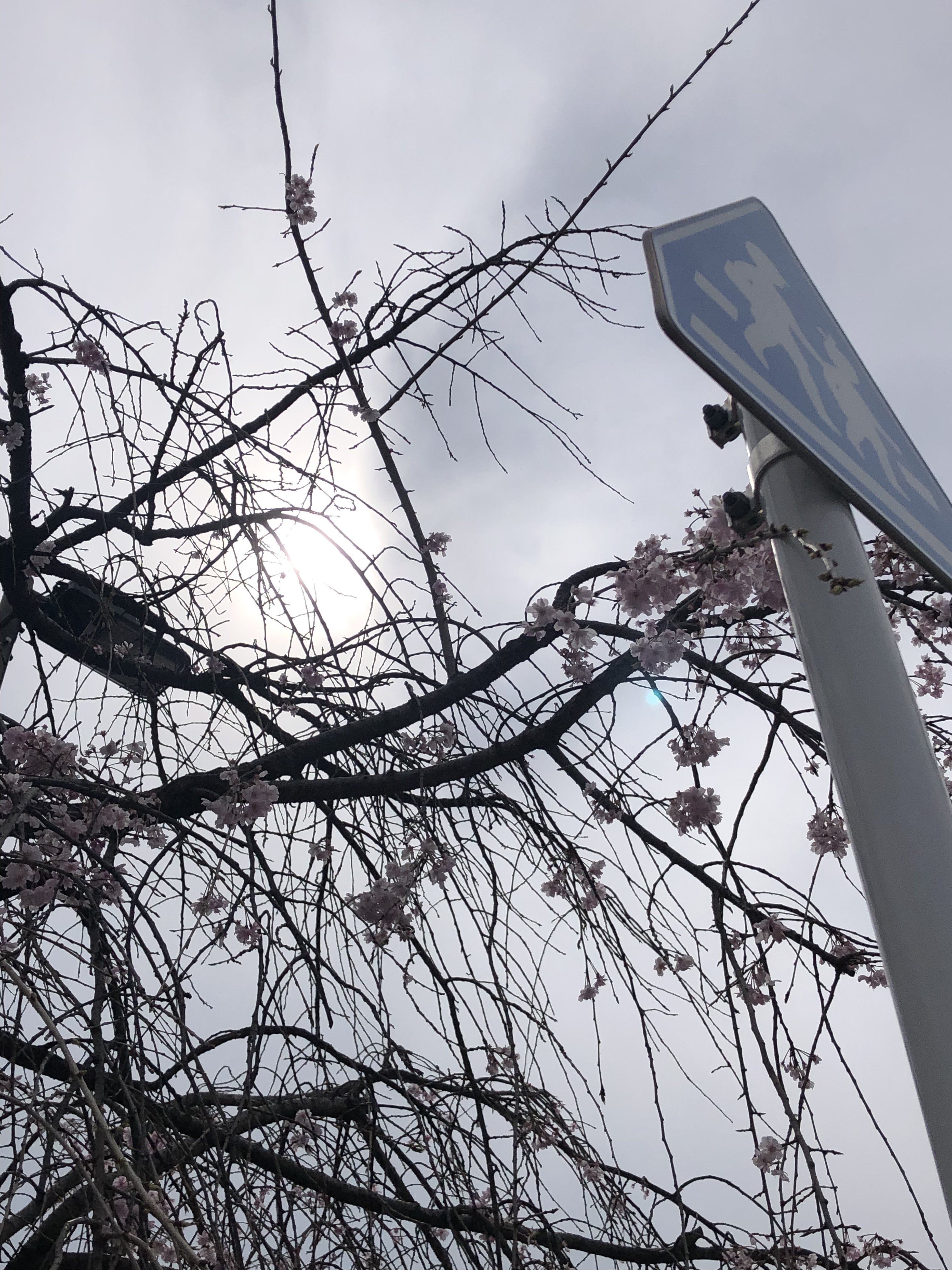 今日の一枚|どらさん|note