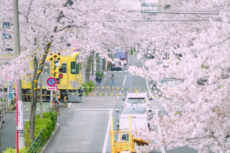 桜並木と黄色電車の写真
