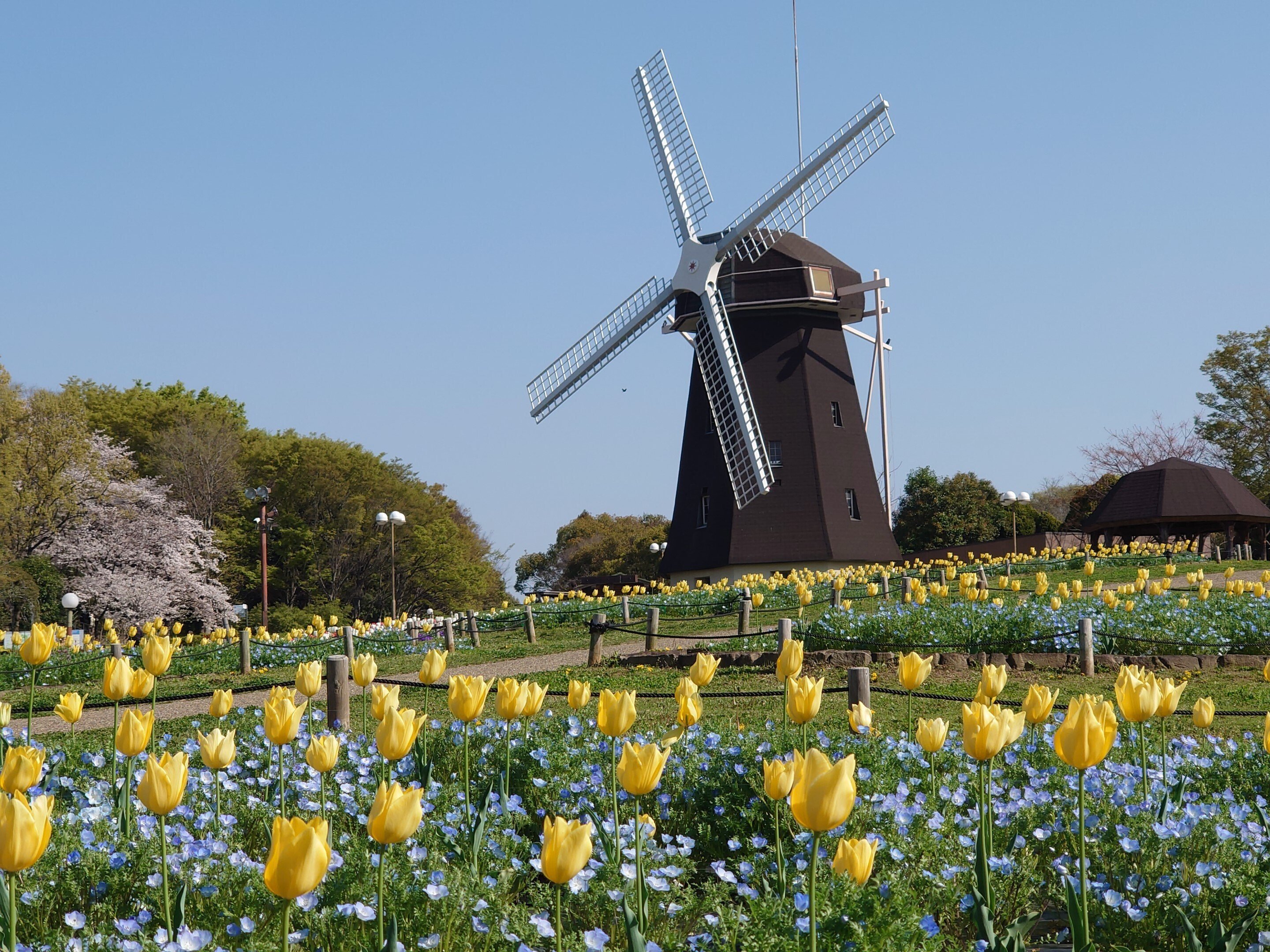 花博記念公園鶴見緑地2023年3月30日【チューリップ,桜】｜レタス