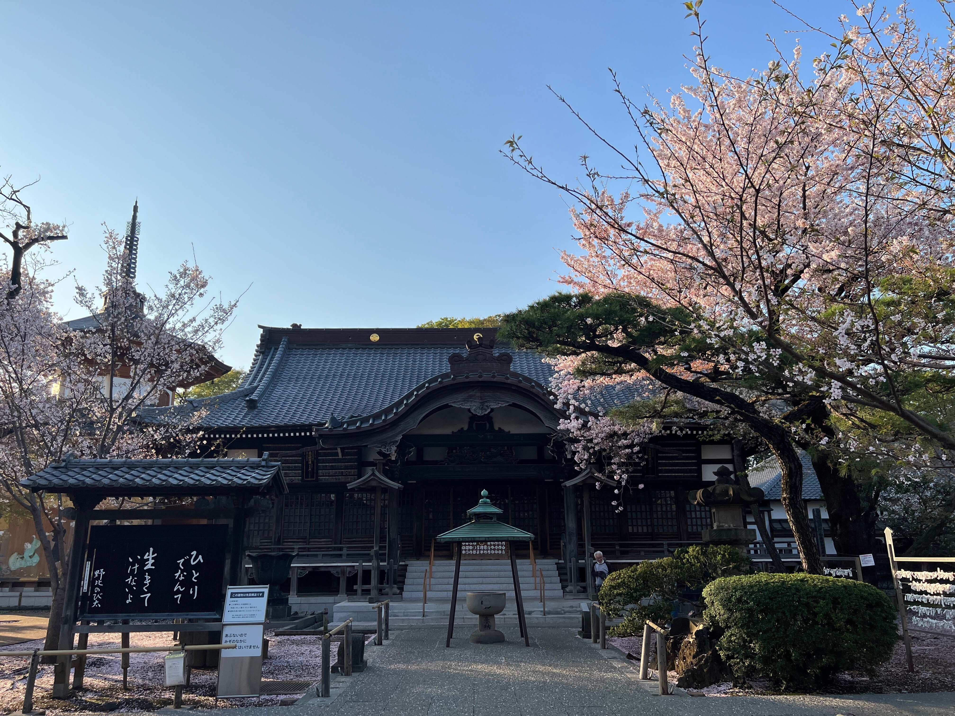 祐天寺」を知る桜の朝時間｜祐天寺駅周辺の魅力を発信する会【公式note】