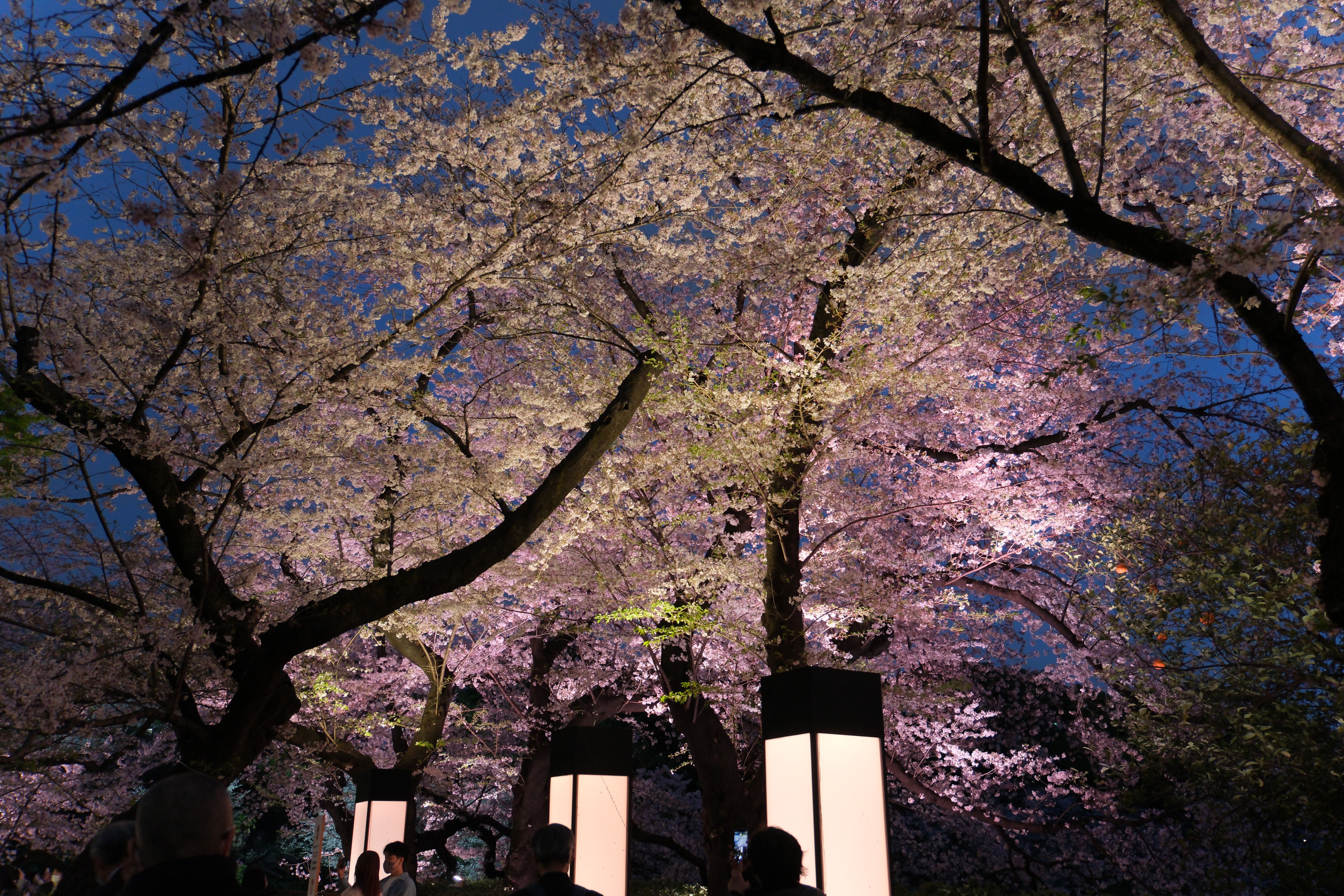 X-T5とX-S10で夜の桜スナップ #009_2303｜(´・ω・｀)