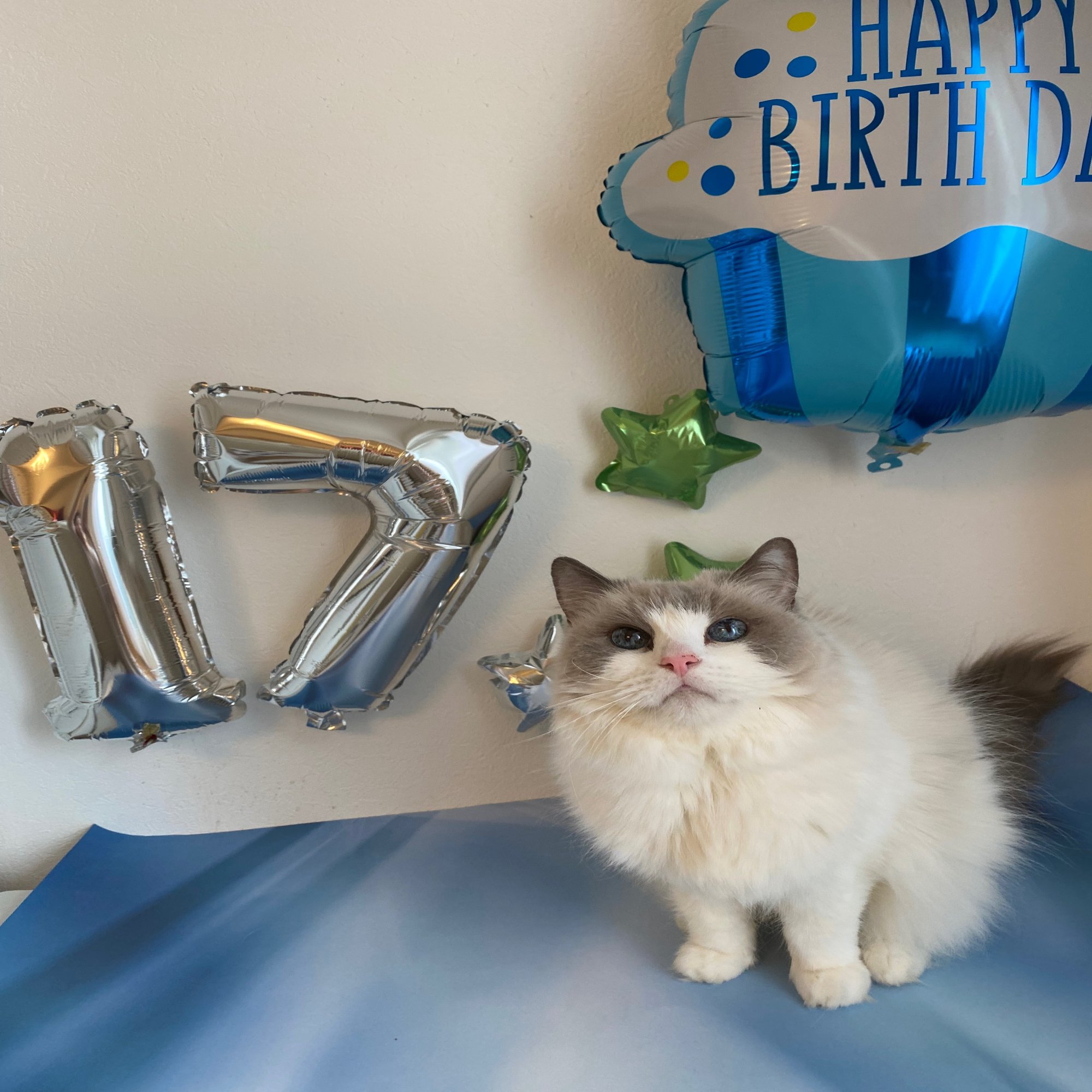 猫は抱いた瞬間から運命になる｜ちいまか, image size:1500x2000