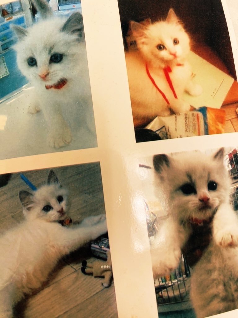 猫は抱いた瞬間から運命になる｜ちいまか, image size:768x1024