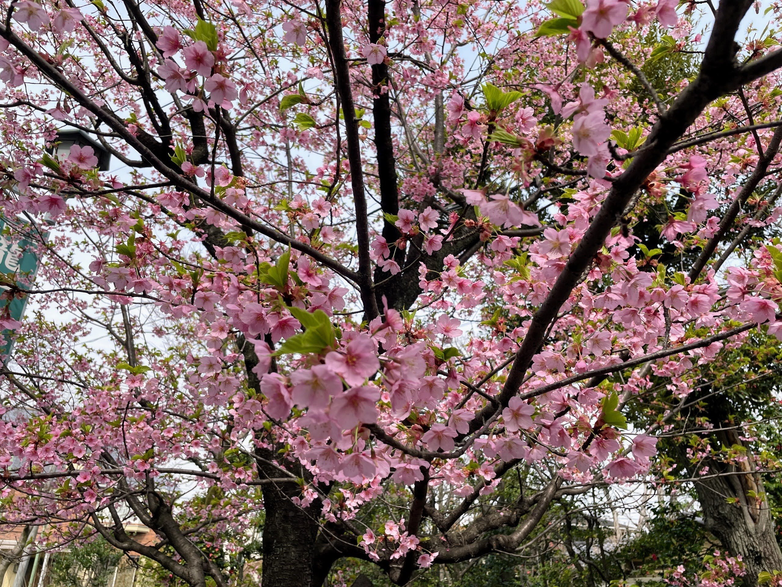 E02-144 科学大観 第14号 園芸花弁特集 世界文化社 全体的に汚れ