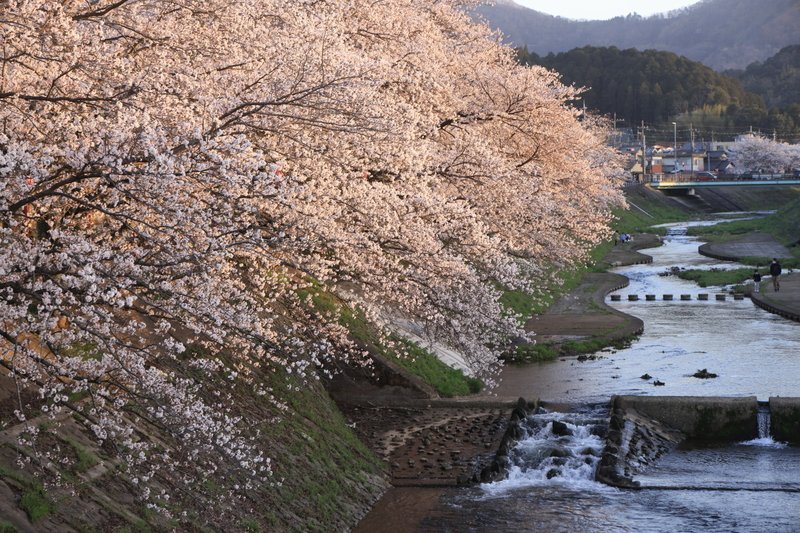 夕日で色付く桜の下で川遊び。楽しそう。