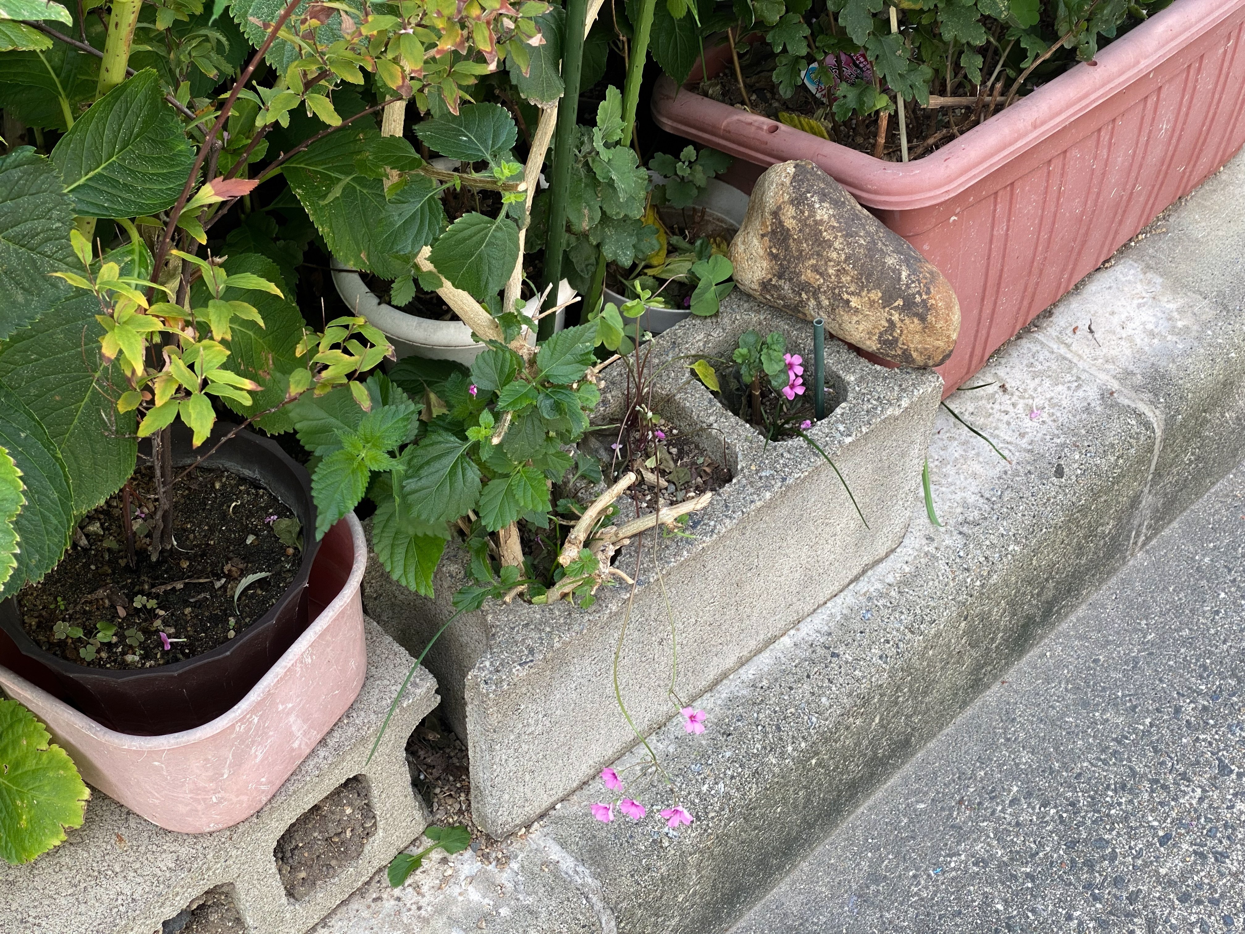 植木鉢Ｄ-103〜105 植木鉢D-103〜105 ベンジャミン 陶器鉢植え | 花・花束を贈る