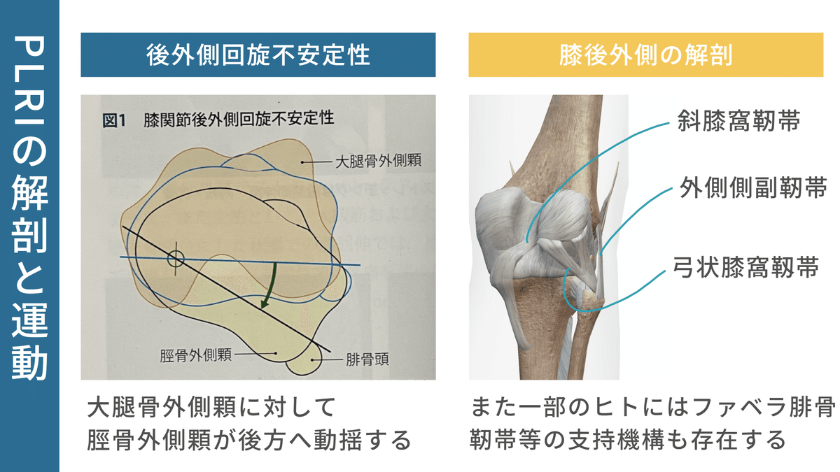 膝窩筋の疼痛-PLRIのメカニズム-｜理学療法メモ