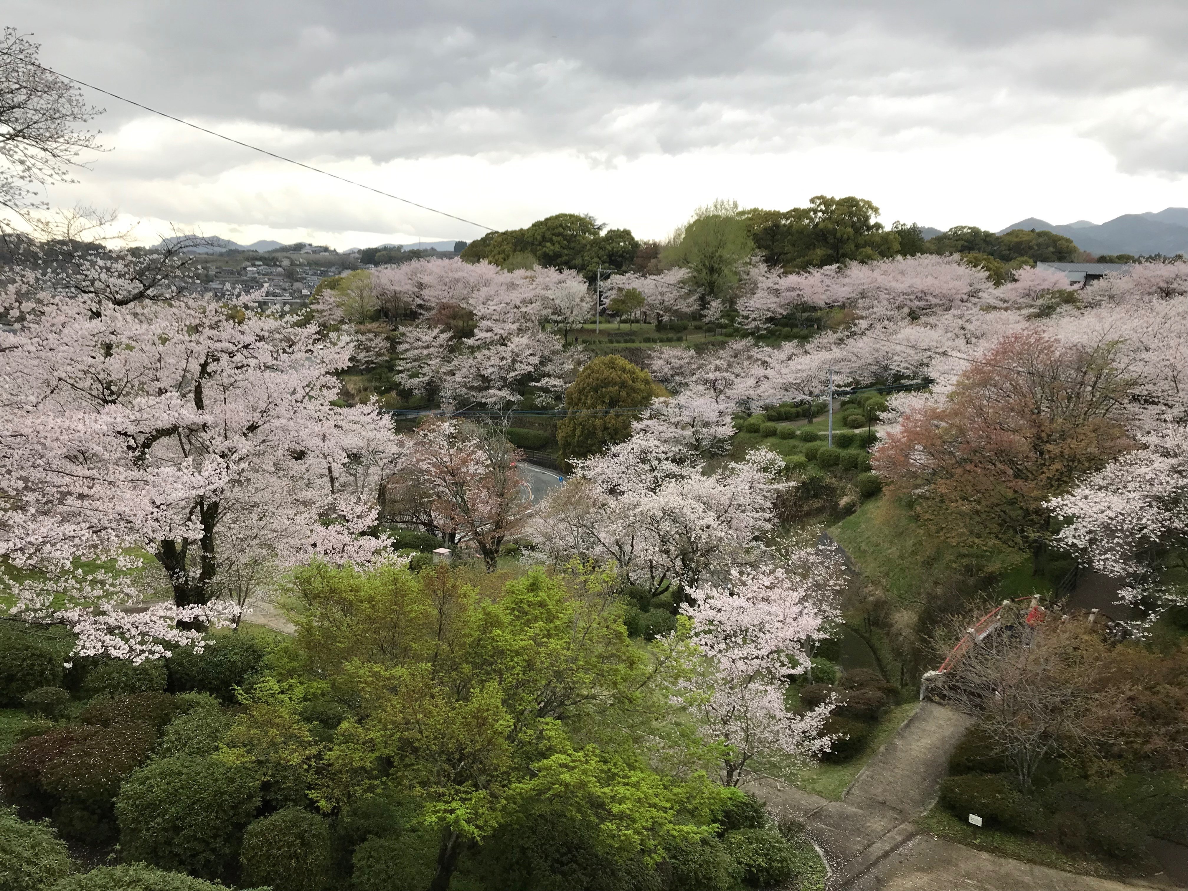 桜咲く菊池公園🌸｜Desert Rose