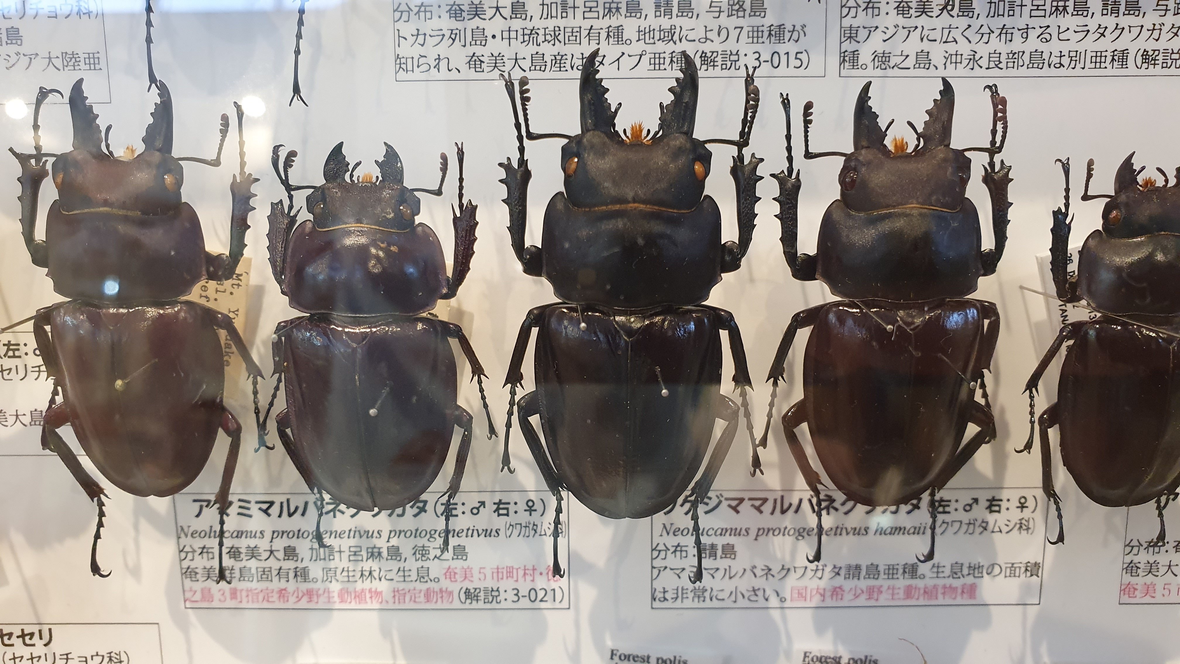 アマミマルバネ(奄美大島産) クワガタ ペア