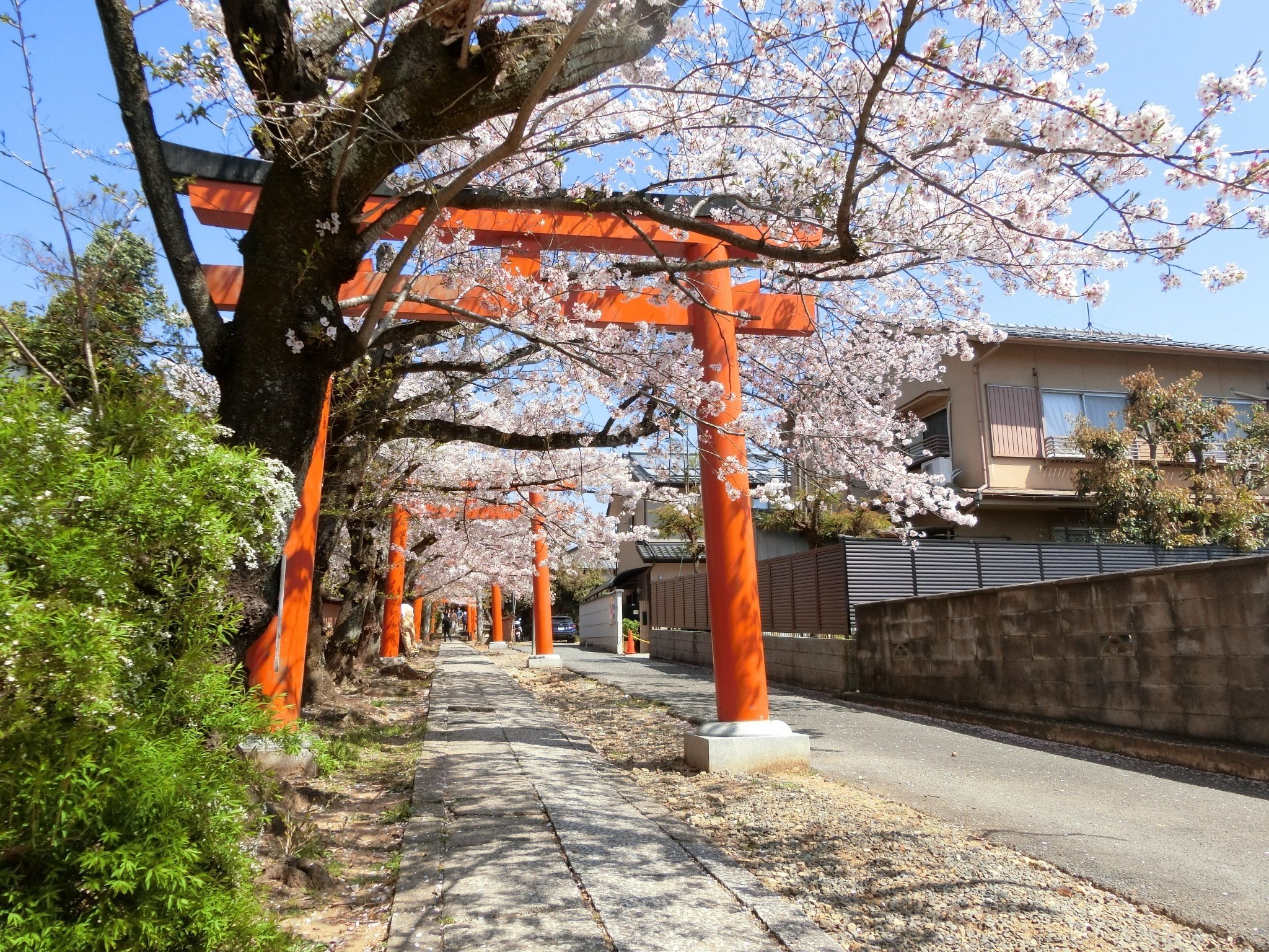 【風船さま専用】神社・鳥居＆竹・枝垂れ桜・クロマツ（Nゲージ） 桜/紅葉トンネル「竹中稲荷神社」まだバレてない?吉田神社末社【京都