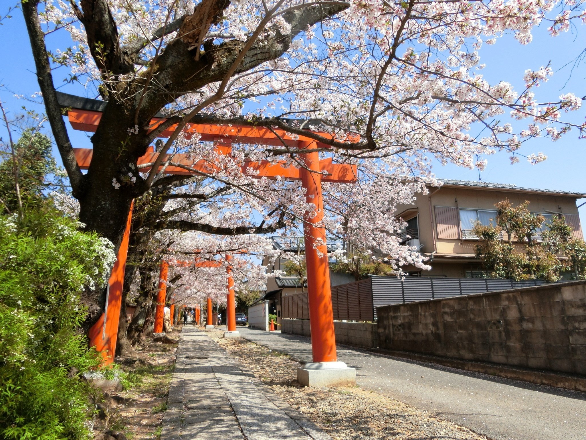 桜/紅葉トンネル「竹中稲荷神社」まだバレてない?吉田神社末社【京都