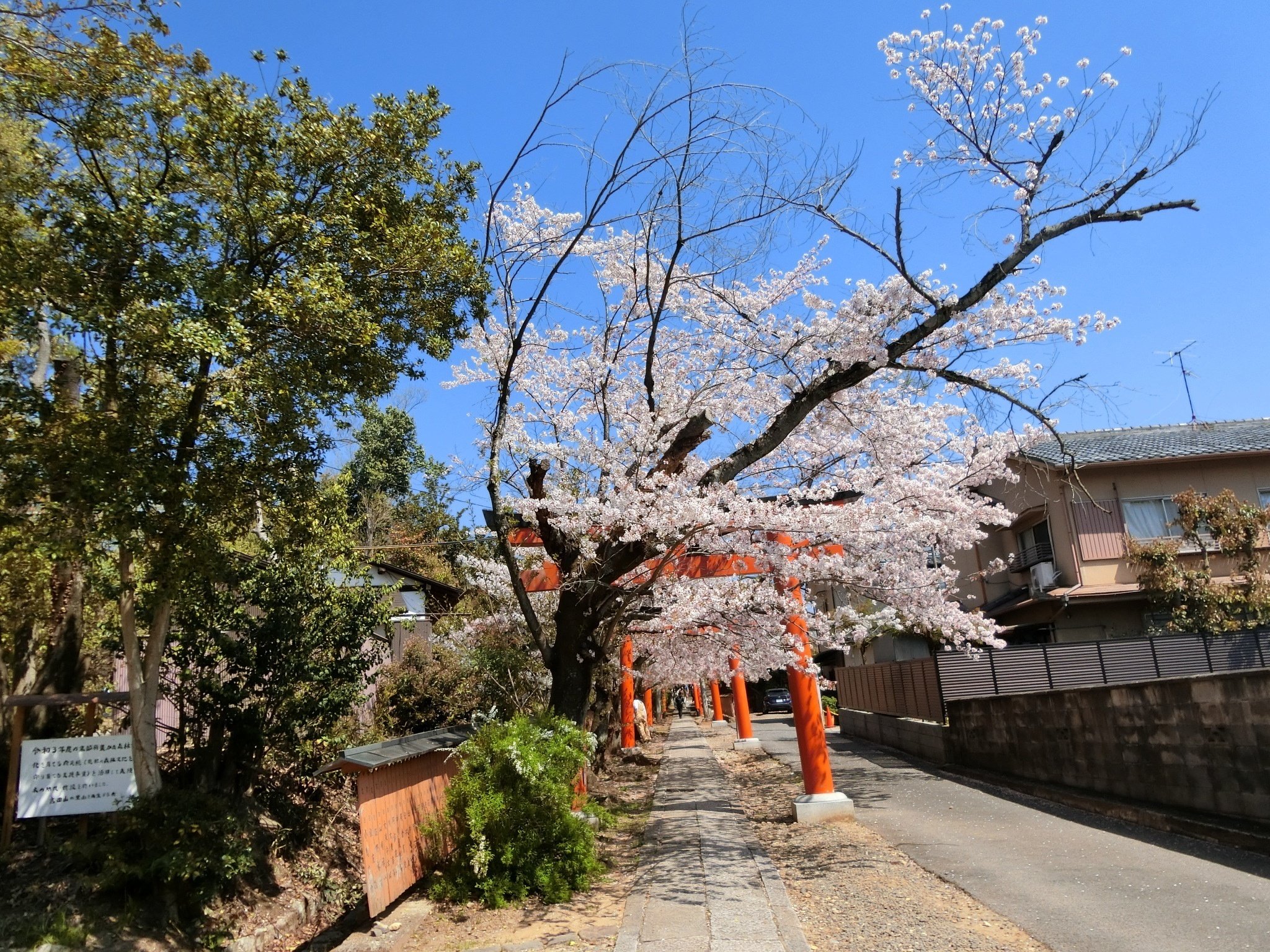 【風船さま専用】神社・鳥居＆竹・枝垂れ桜・クロマツ（Nゲージ） 桜/紅葉トンネル「竹中稲荷神社」まだバレてない?吉田神社末社【京都
