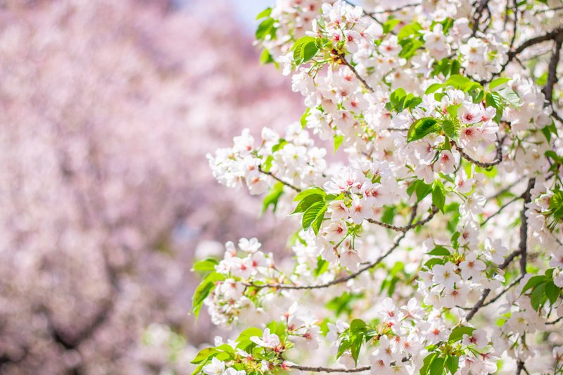 新宿御苑の桜が世界一好き。今年もたくさん行きました（まだまだ行きます）