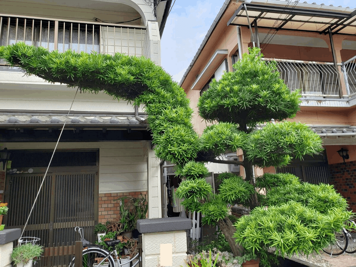 和風住宅の入り口にある松のトンネル「門かぶり松」とは｜しじみ