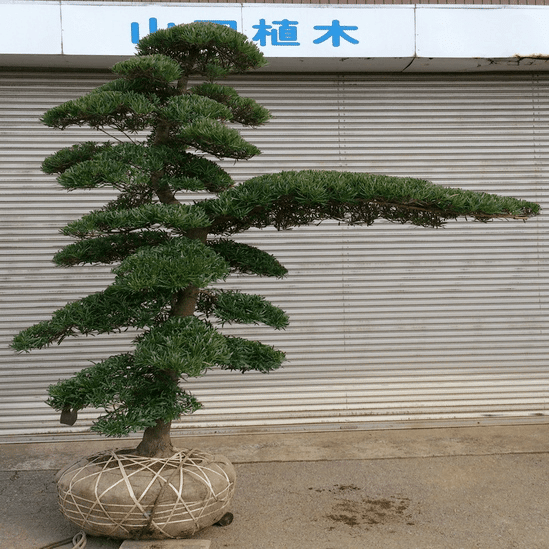 和風住宅の入り口にある松のトンネル「門かぶり松」とは｜しじみ