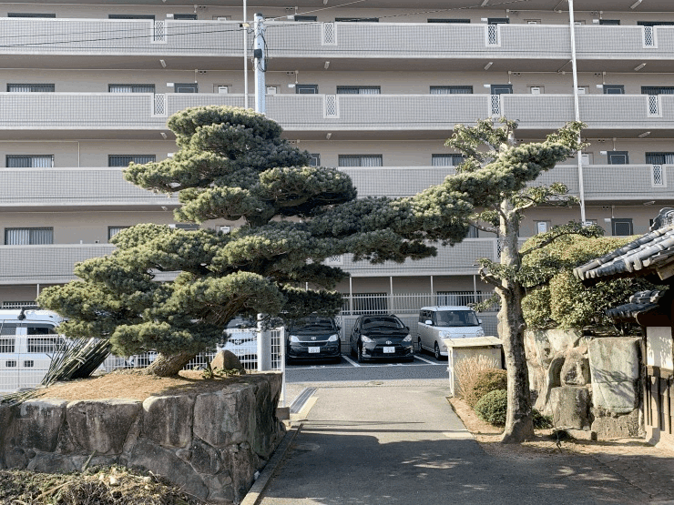 立派な【門下ぶり松】、「松の門かぶり」、松の木、黒松 - 大阪府のその他