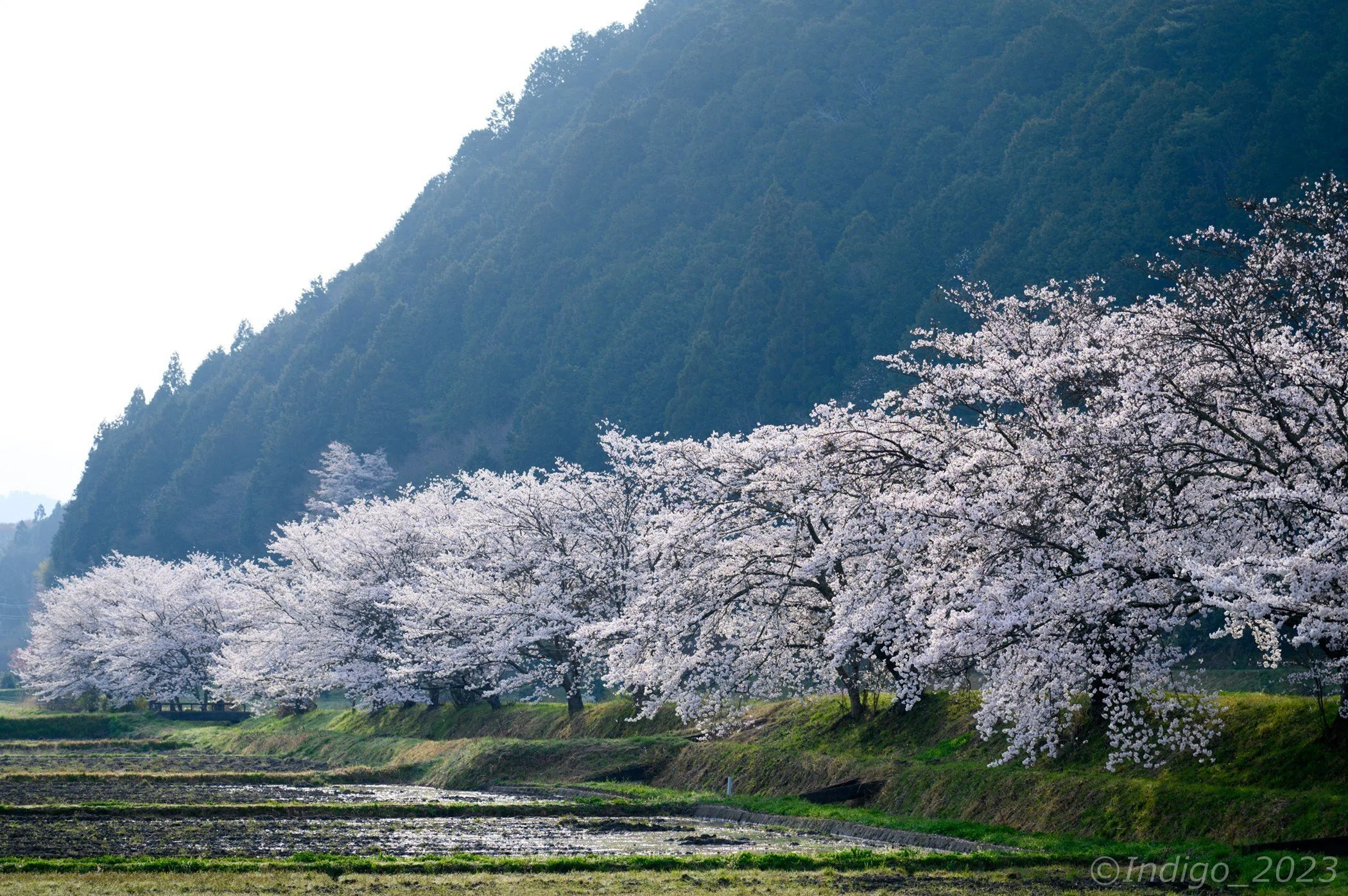 丹波篠山の桜を満喫してきた|Indigo 丹波篠山の桜を満喫してきた|Indigo