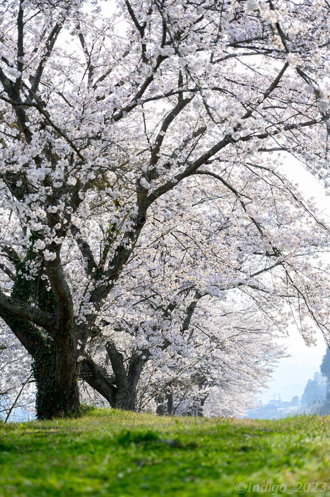 丹波篠山の桜を満喫してきた｜Indigo