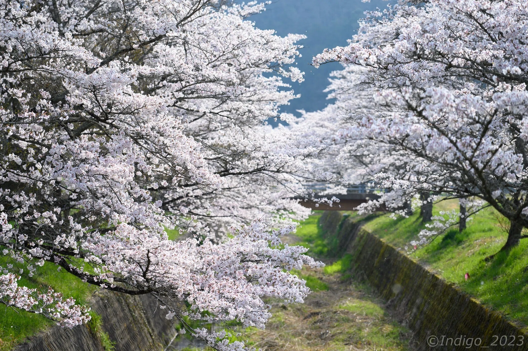 丹波篠山の桜を満喫してきた｜Indigo