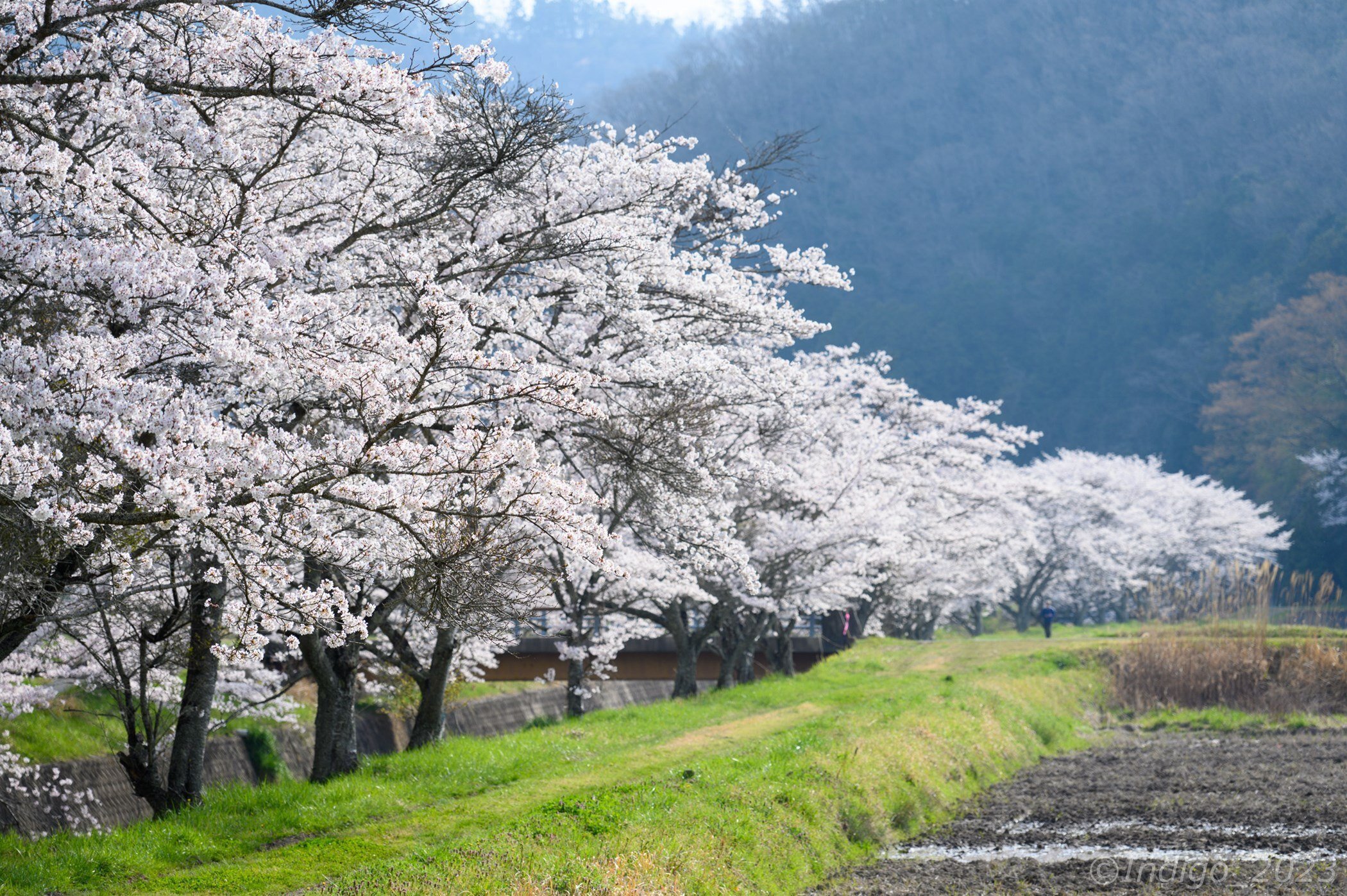 【丹波篠山～尼崎】桜 和道 17インチ 7J PCD100 4本 丹波篠山～尼崎】桜 和道 17インチ 7J PCD100 4本