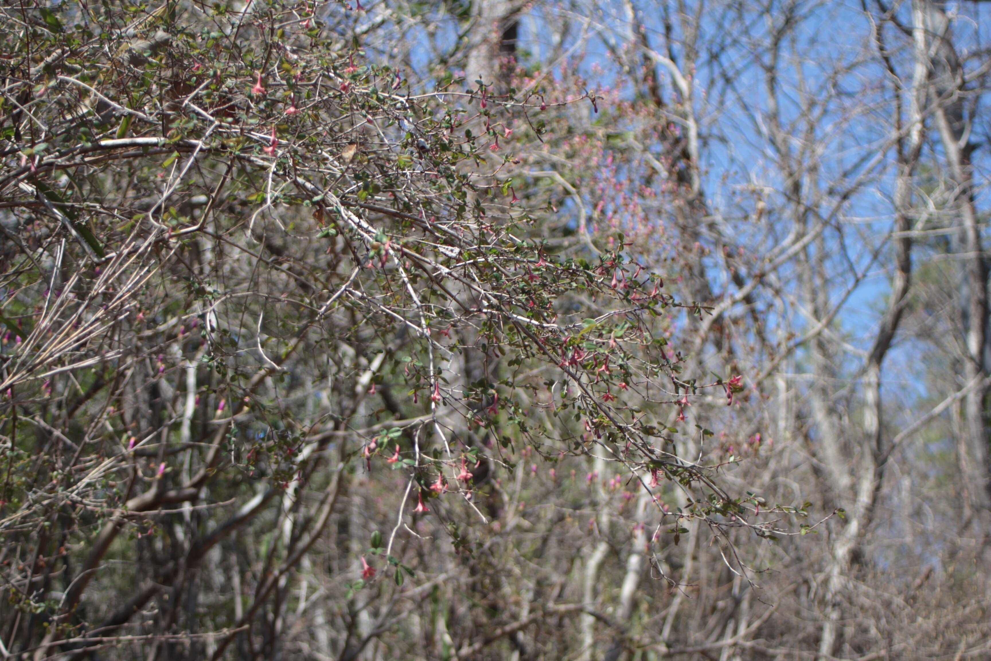 ヤマウグイスカグラ｜あおはくたき