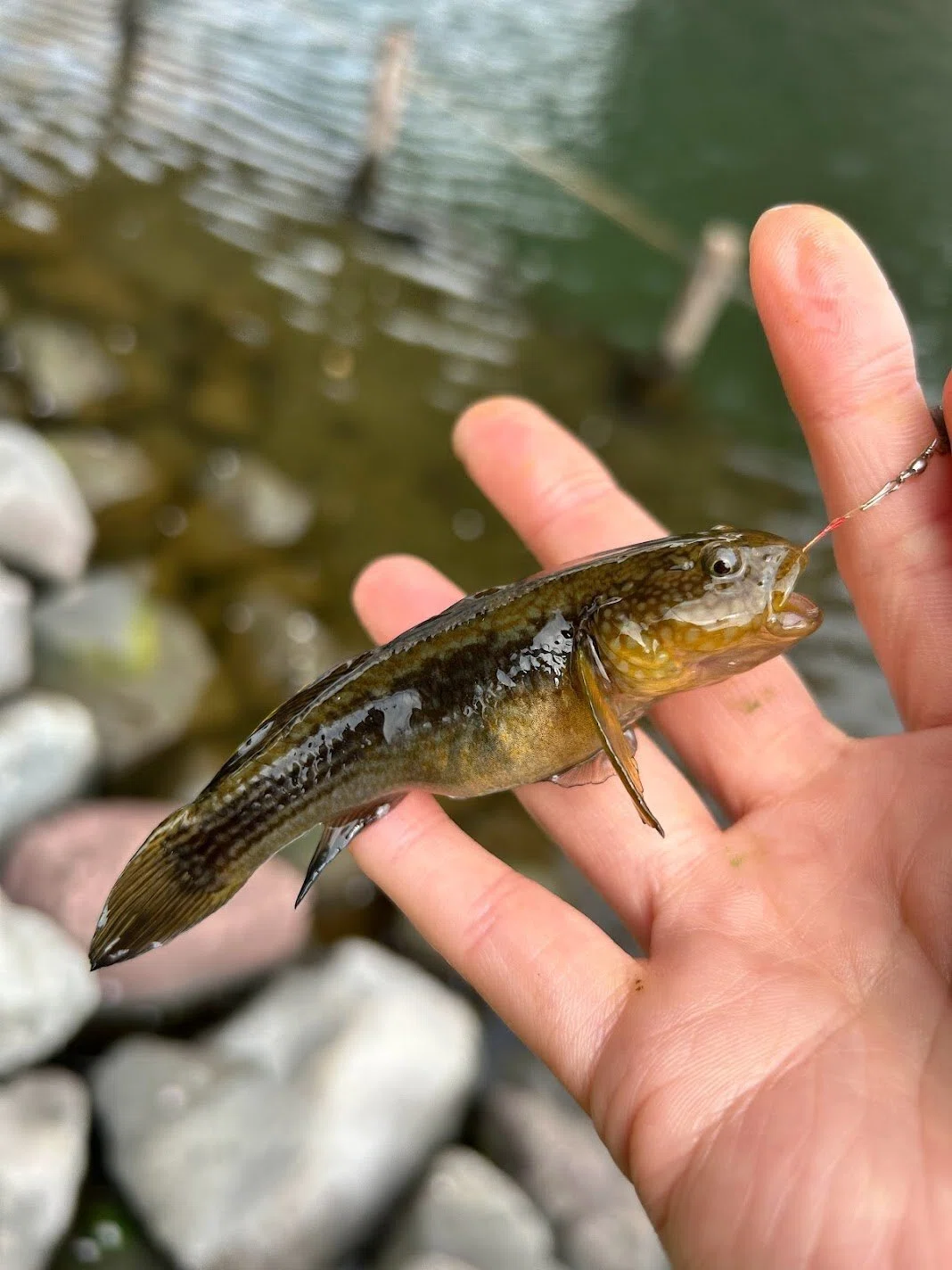 誰でも簡単!楽しい♪楽しい♪ダボハゼ釣り🎣 魅力編😼|たまご557