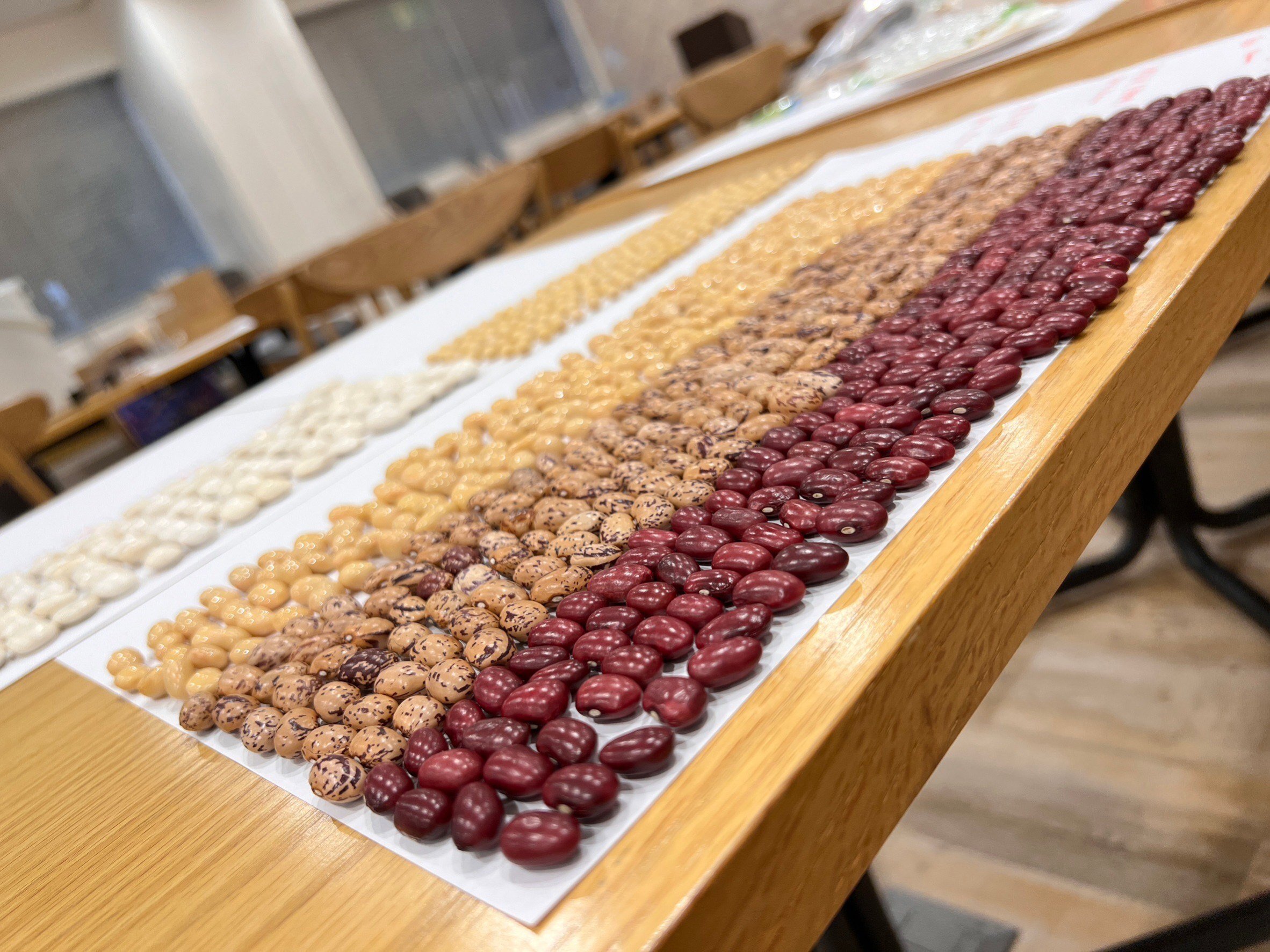 単位が「cm」じゃなくて「豆（まめ）」に？豆で測る新感覚メジャー