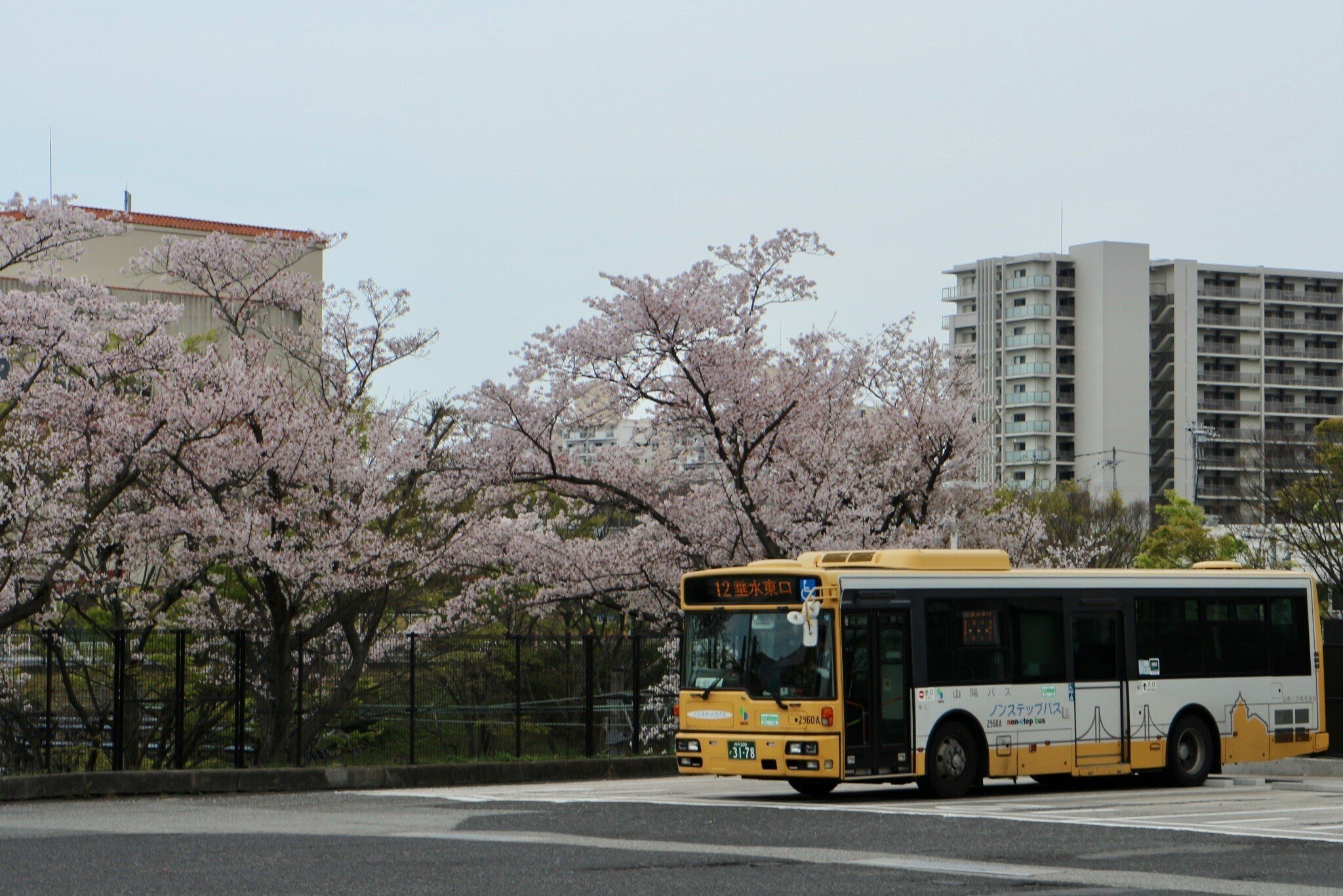 山陽バス】名谷駅バスターミナルの桜2023｜垂水の止利