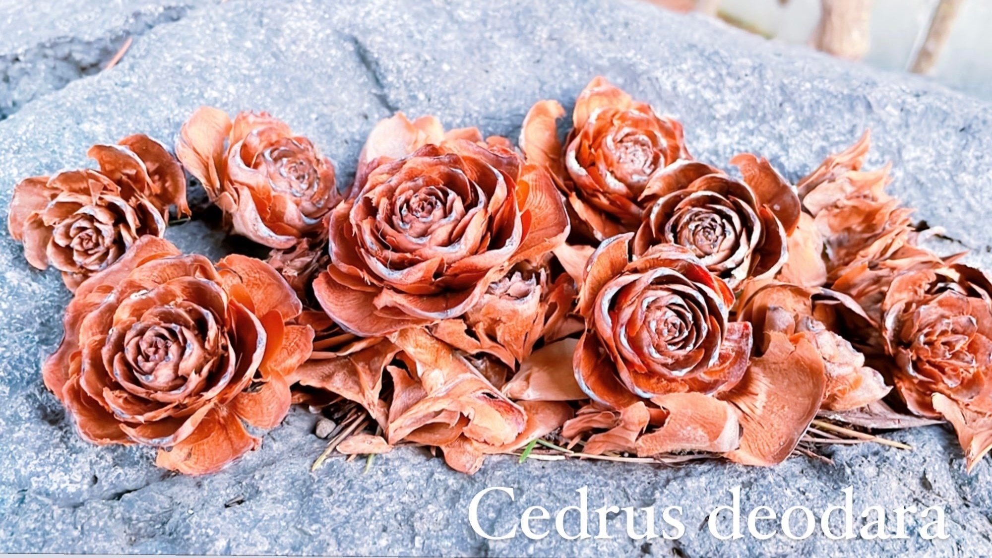 ヒマラヤスギの松ぼっくり全部セット ヒマラヤスギの松ぼっくり全部セット