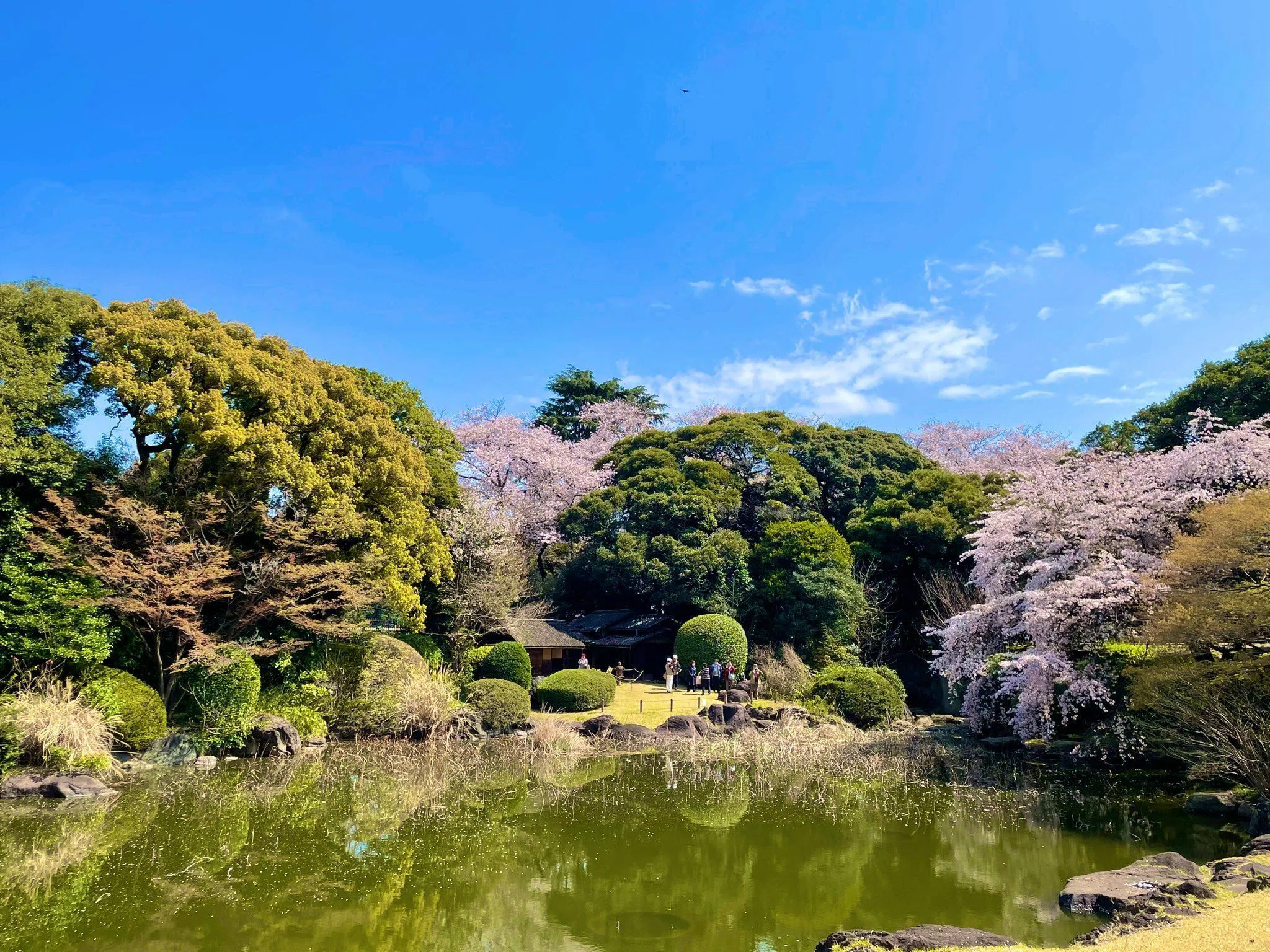 Tokyo National Museum 'Cherry Blossom Viewing at the Museum