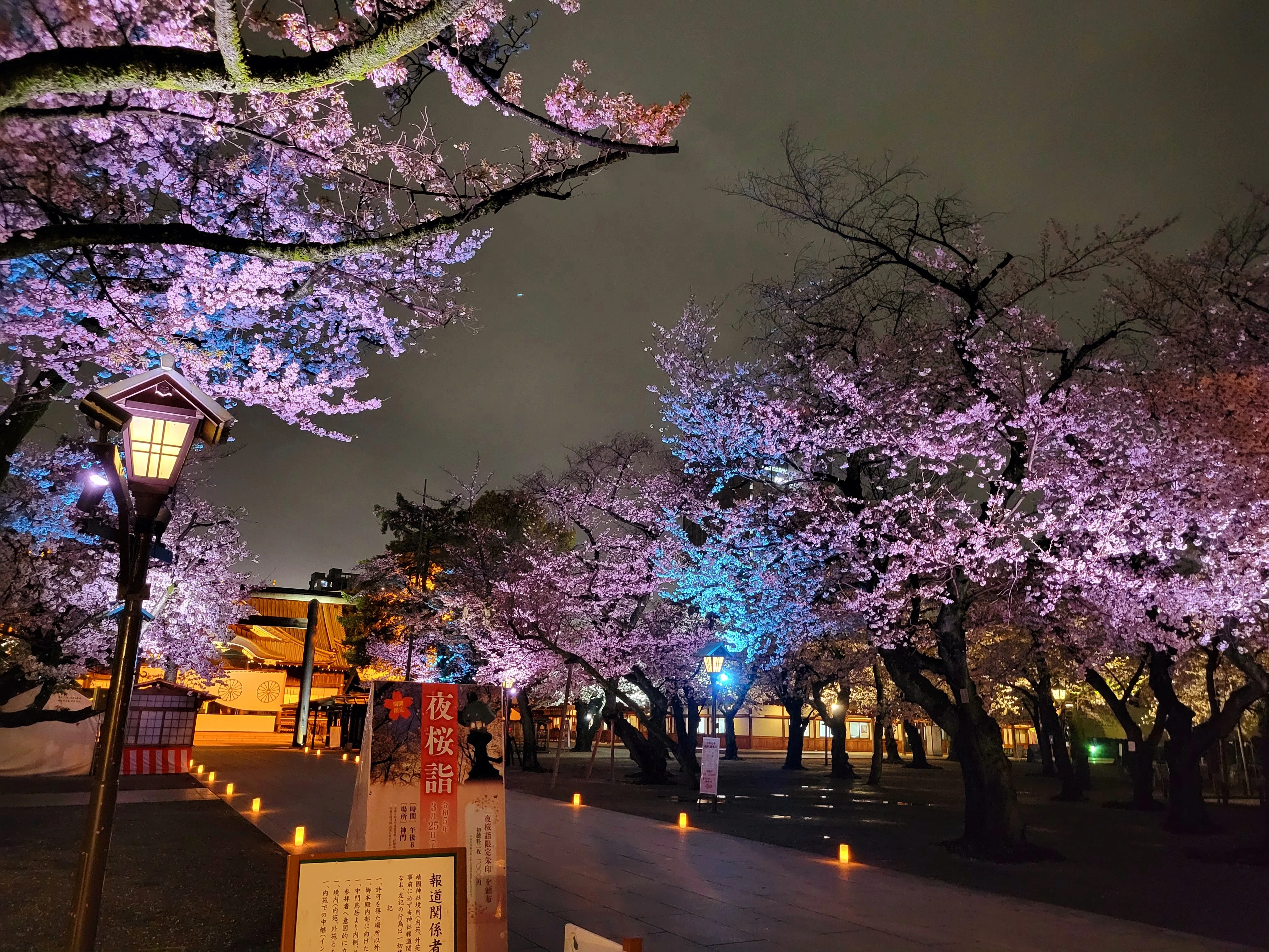 スマホ写真】さくら紀行②～夜桜詣🌸⛩️｜Yukihiro🧸