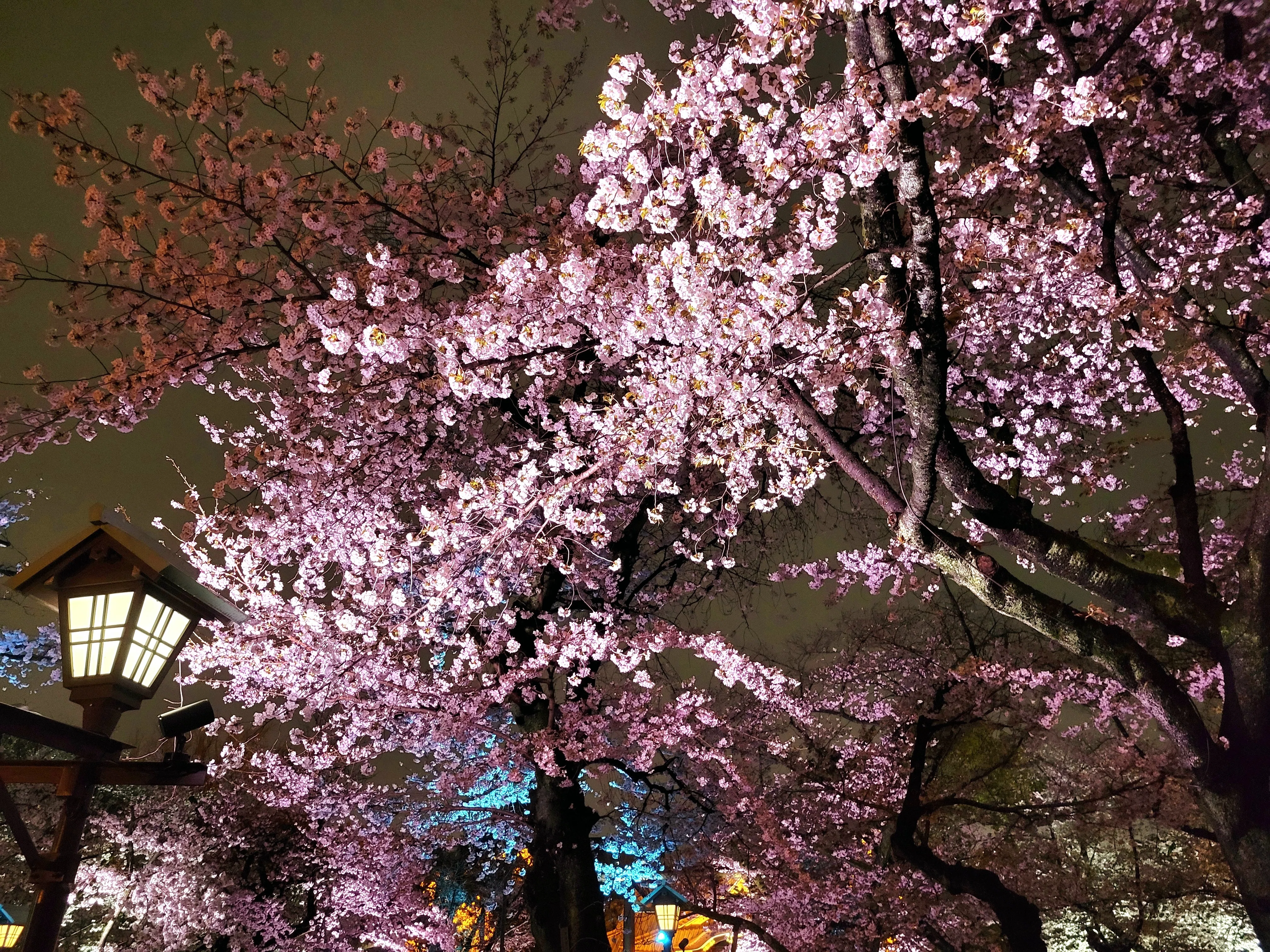 スマホ写真】さくら紀行②～夜桜詣🌸⛩️｜Yukihiro🧸