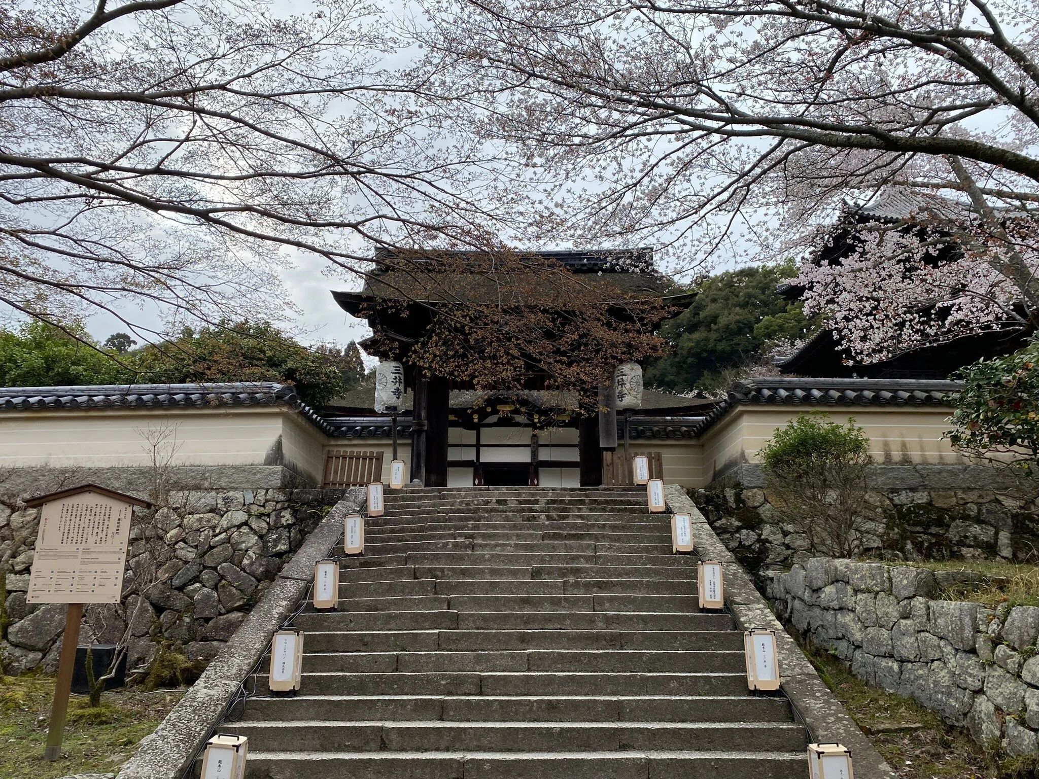 233 琵琶湖を見下ろす大寺院で桜を楽しむ～大津・三井寺｜揺蕩う旅人