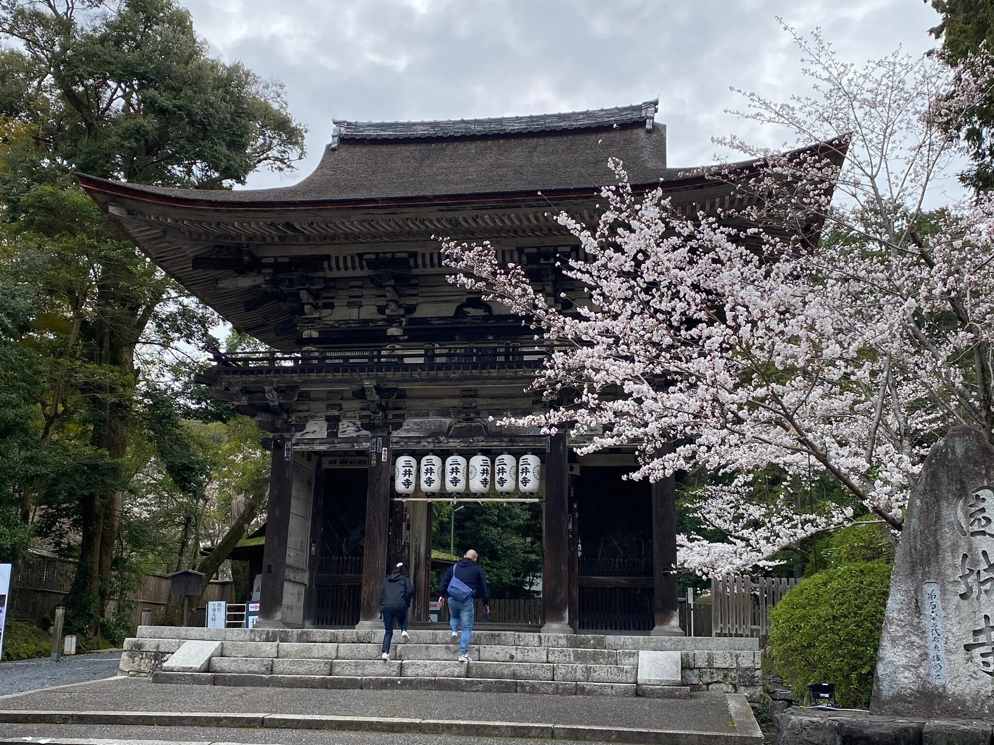 233 琵琶湖を見下ろす大寺院で桜を楽しむ～大津・三井寺｜揺蕩う旅人