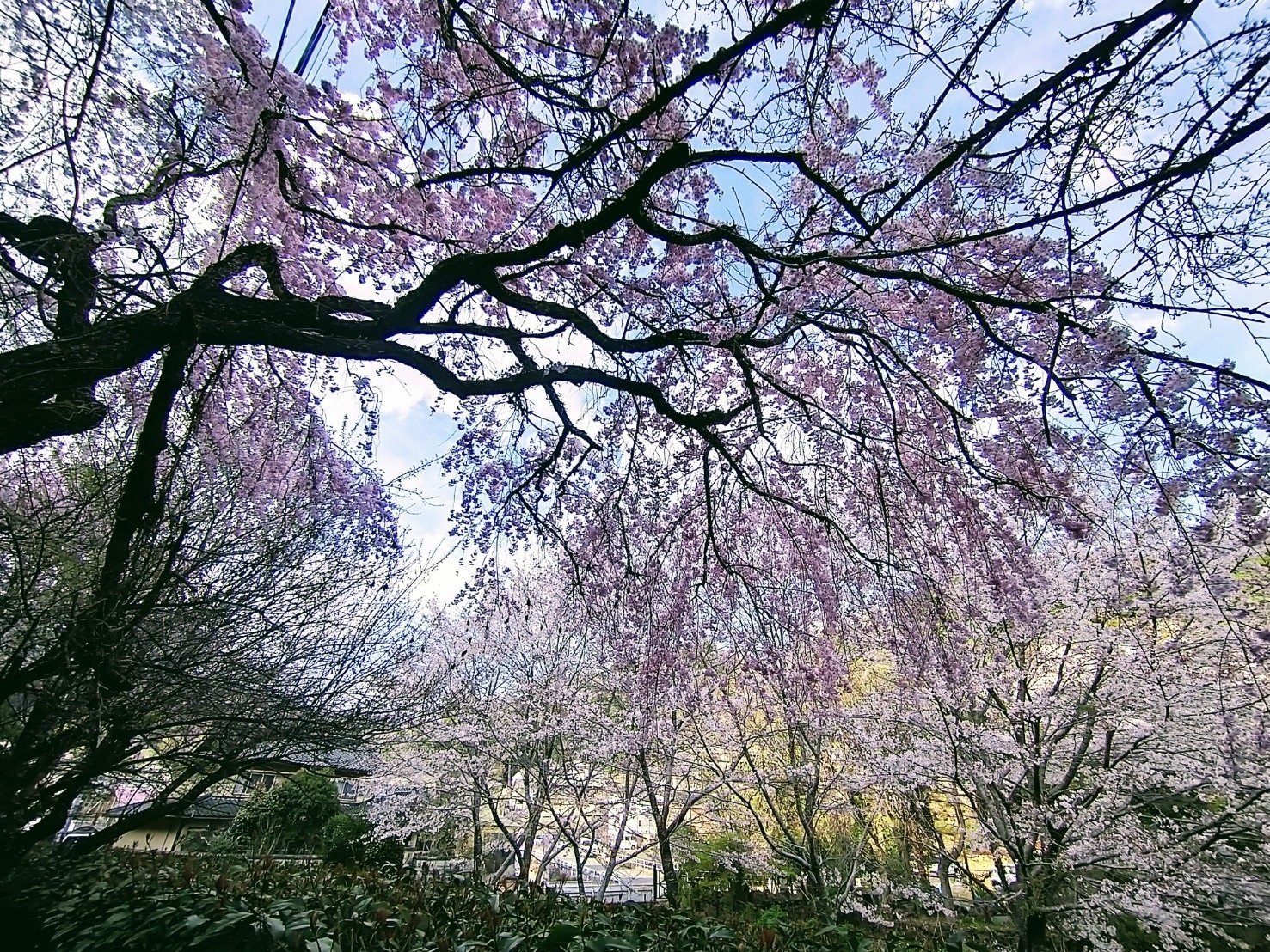 奈良県宇陀市『大野寺』～「しだれ桜」が美しい【さくら🌸まつり