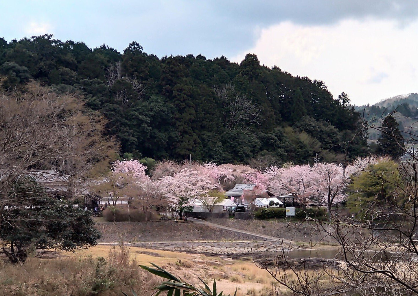 奈良県宇陀市『大野寺』～「しだれ桜」が美しい【さくら🌸まつり