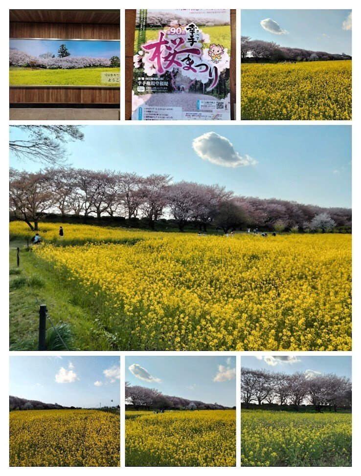 花見】幸手権現堂公園 桜と菜の花コラボ 2023.4.3｜takewoody＠学ぶ